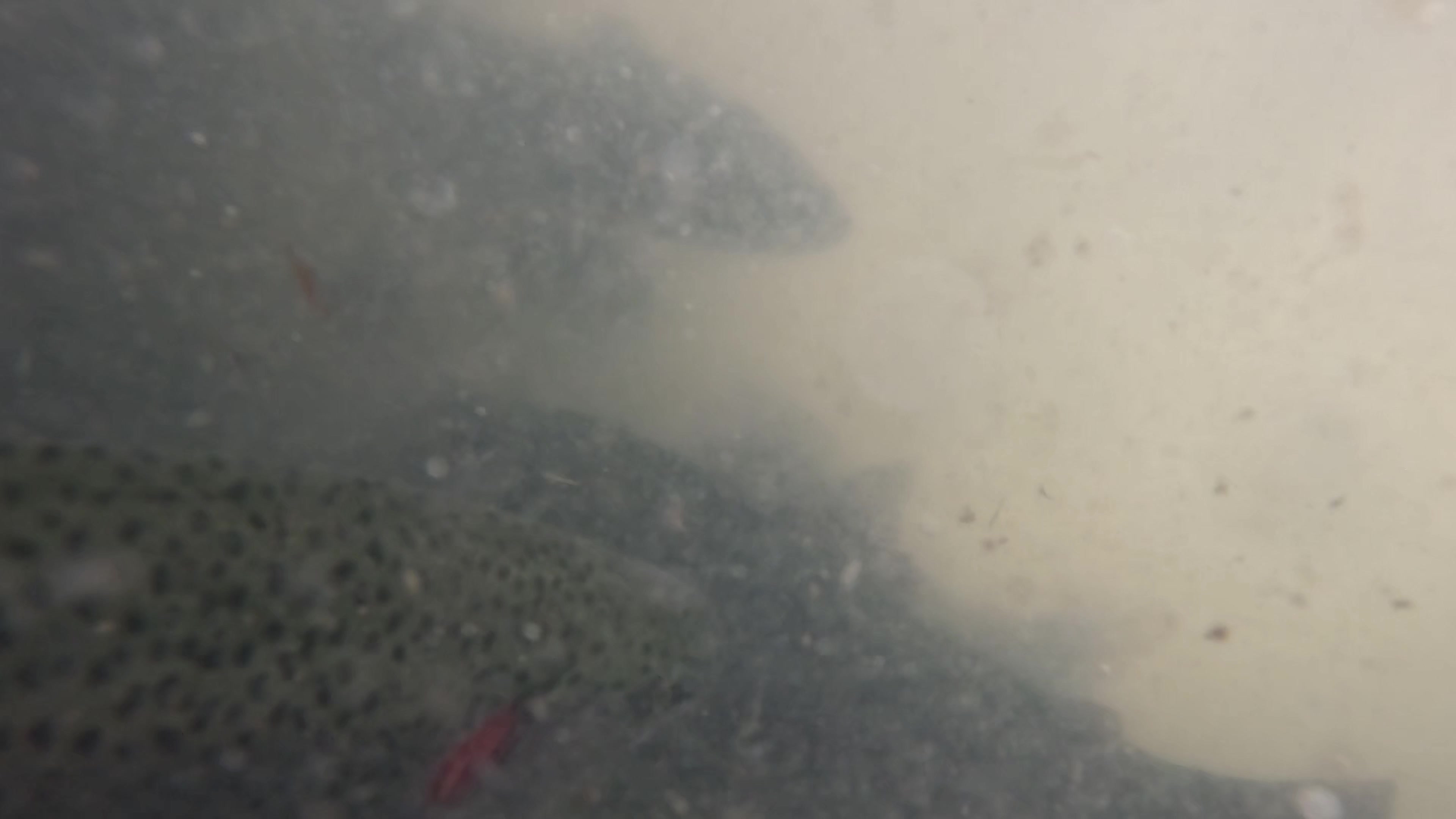 Michal Nechvátal - Prodej ryb foto 2 (náhled videa)