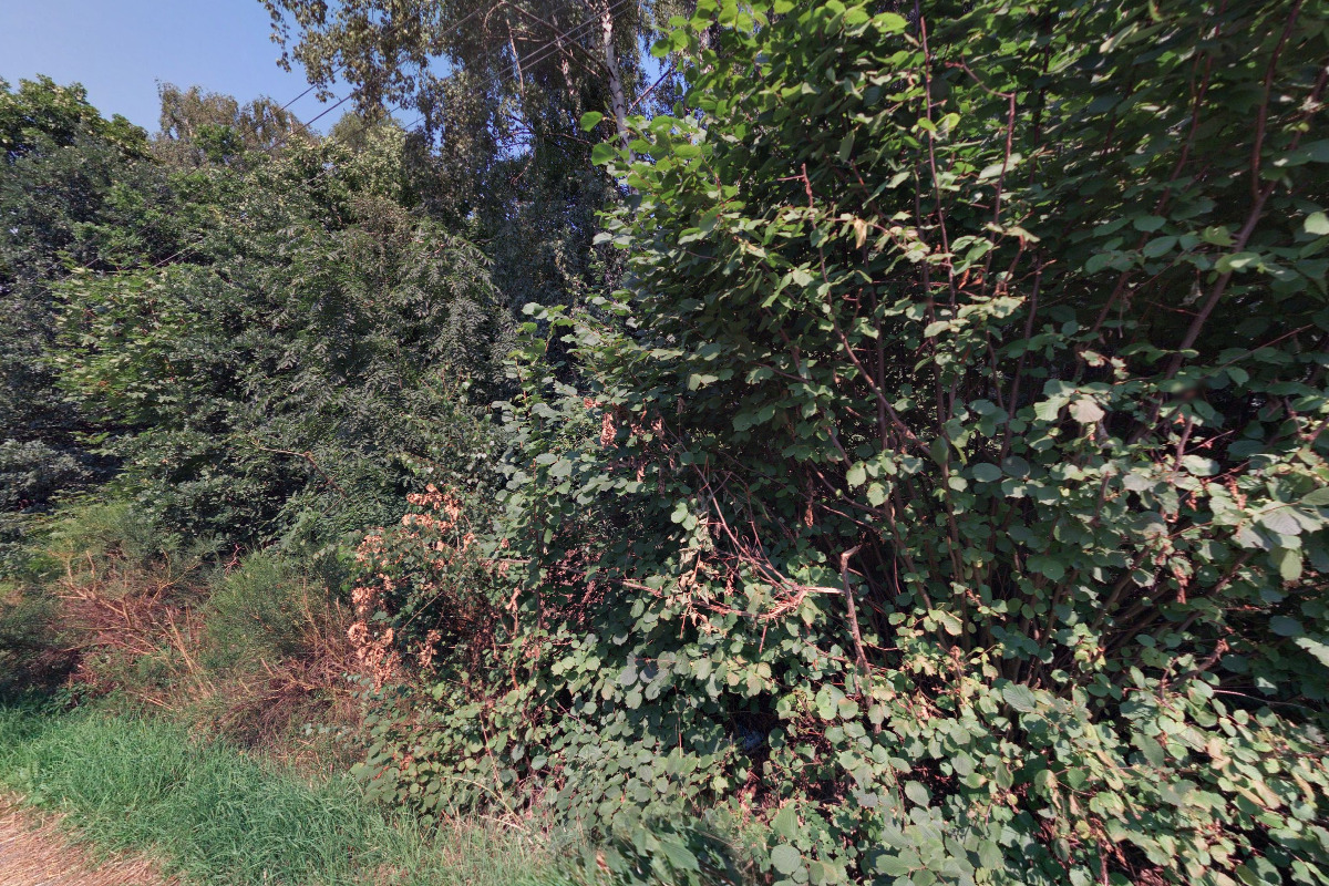 Půjčovna koz foto 4