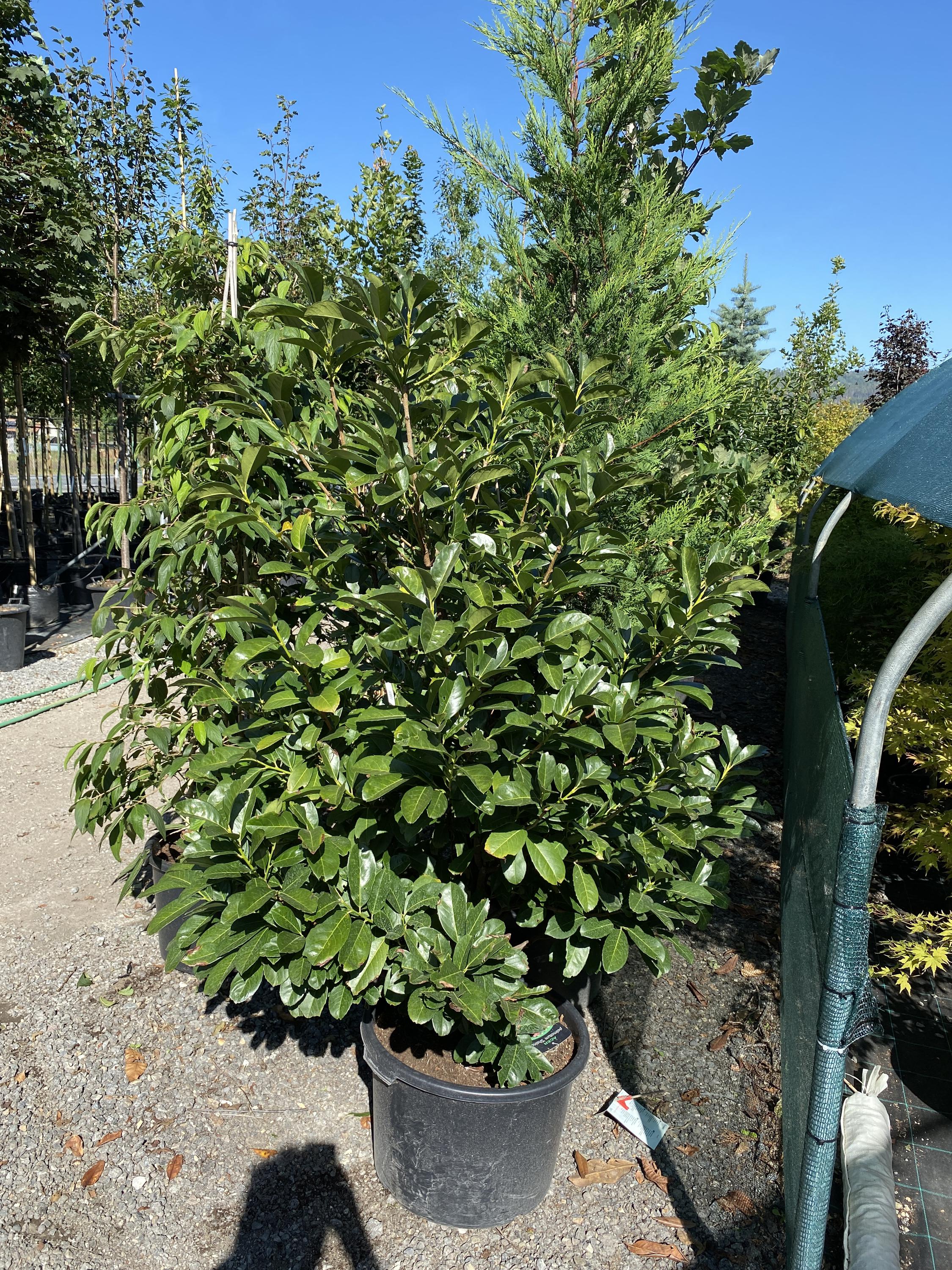Plantservis CZ s.r.o. foto 5