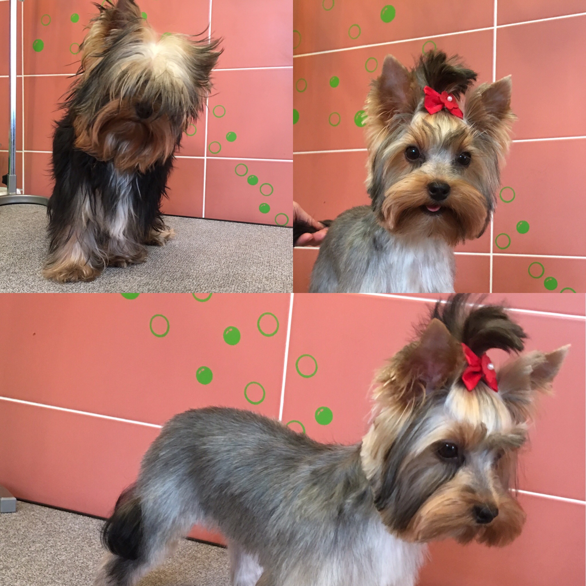 Psí salon Mazlíček foto 2