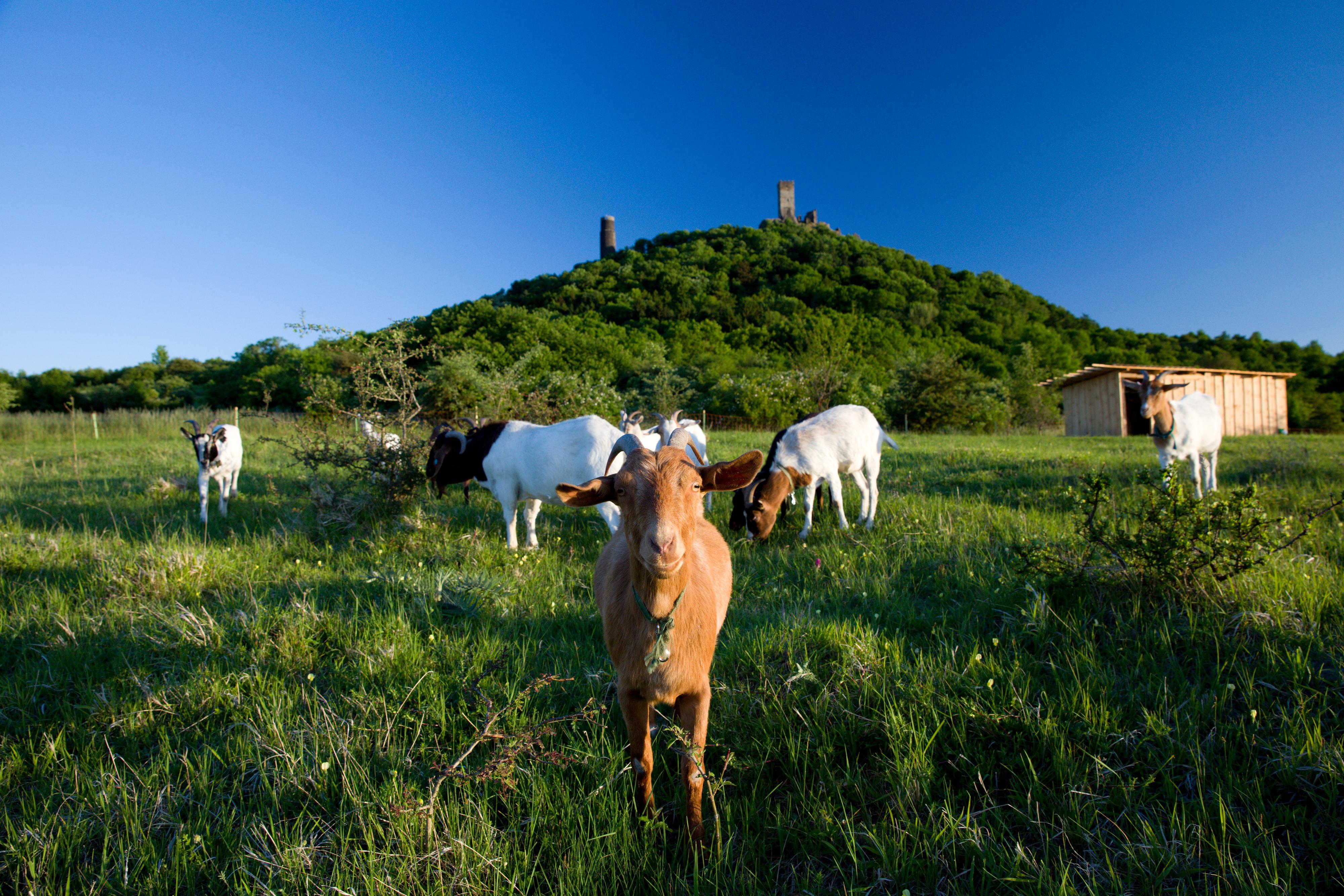FARMA Holubí Dům pod Hazmburkem foto 3