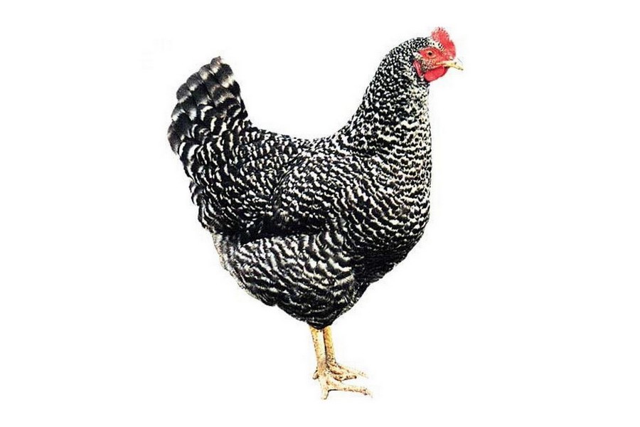 Dominant Žíhaný D959