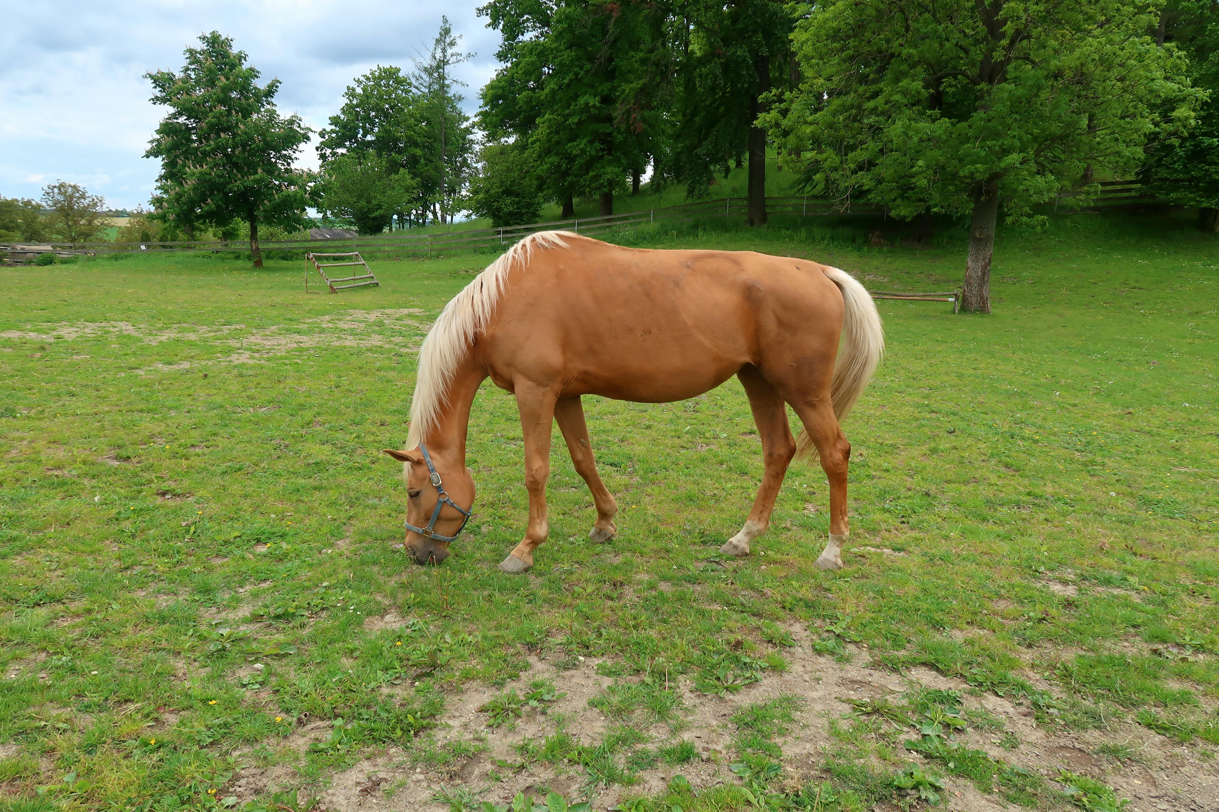 Zámecké stáje Nové Hrady foto 2