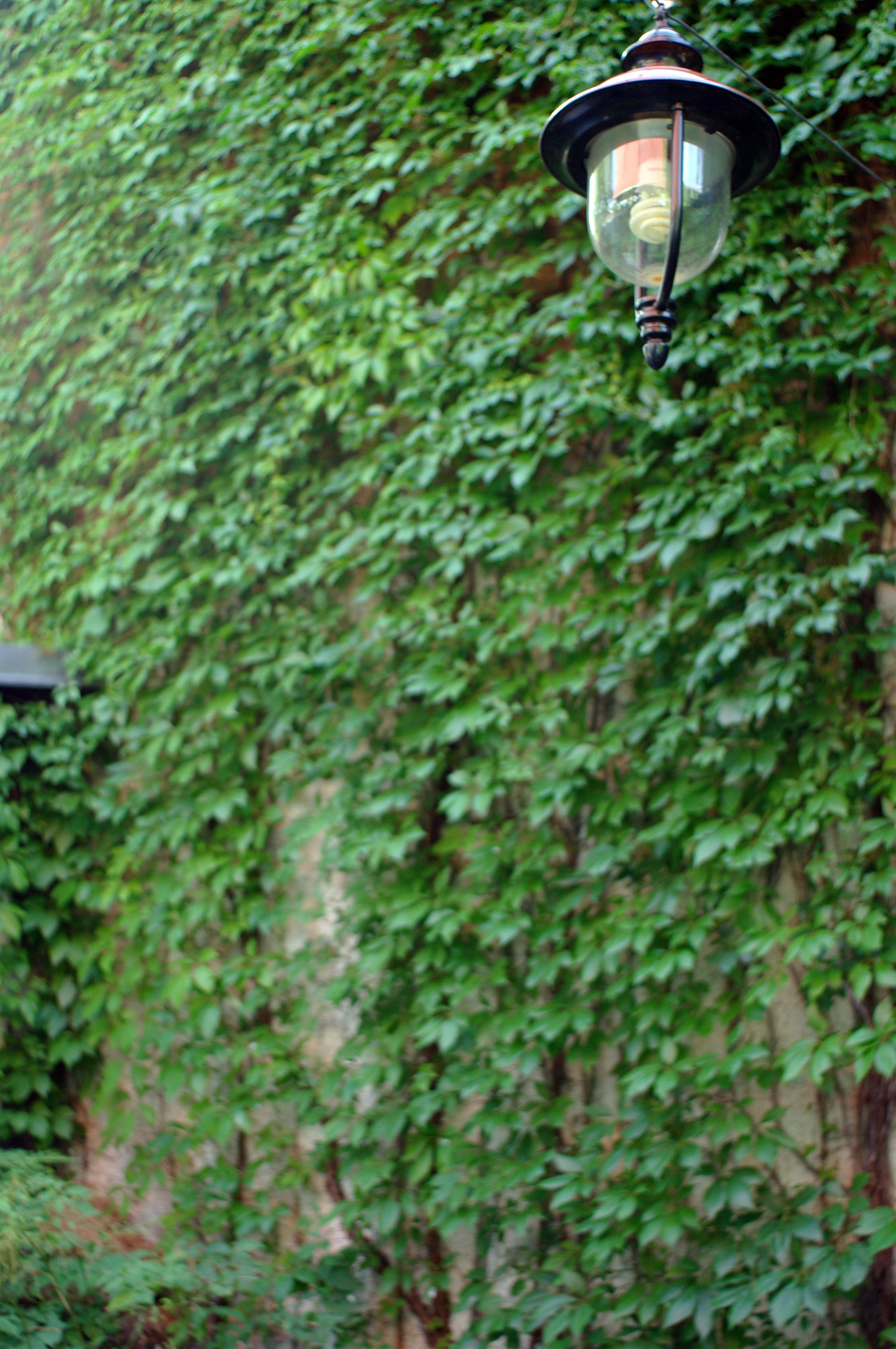 Penzion Bílá Vrána foto 4