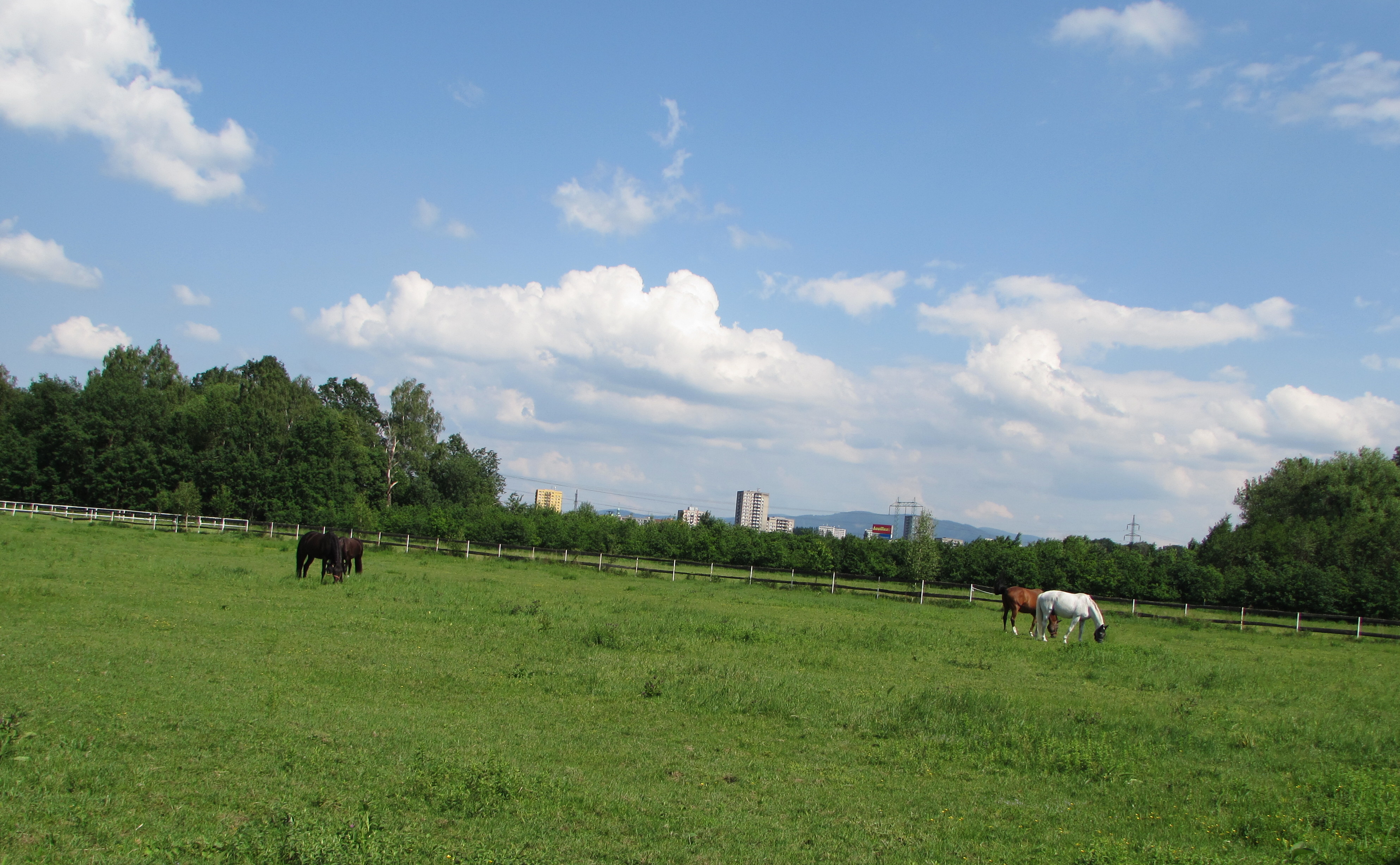 Jezdecký klub Sviadnov foto 6