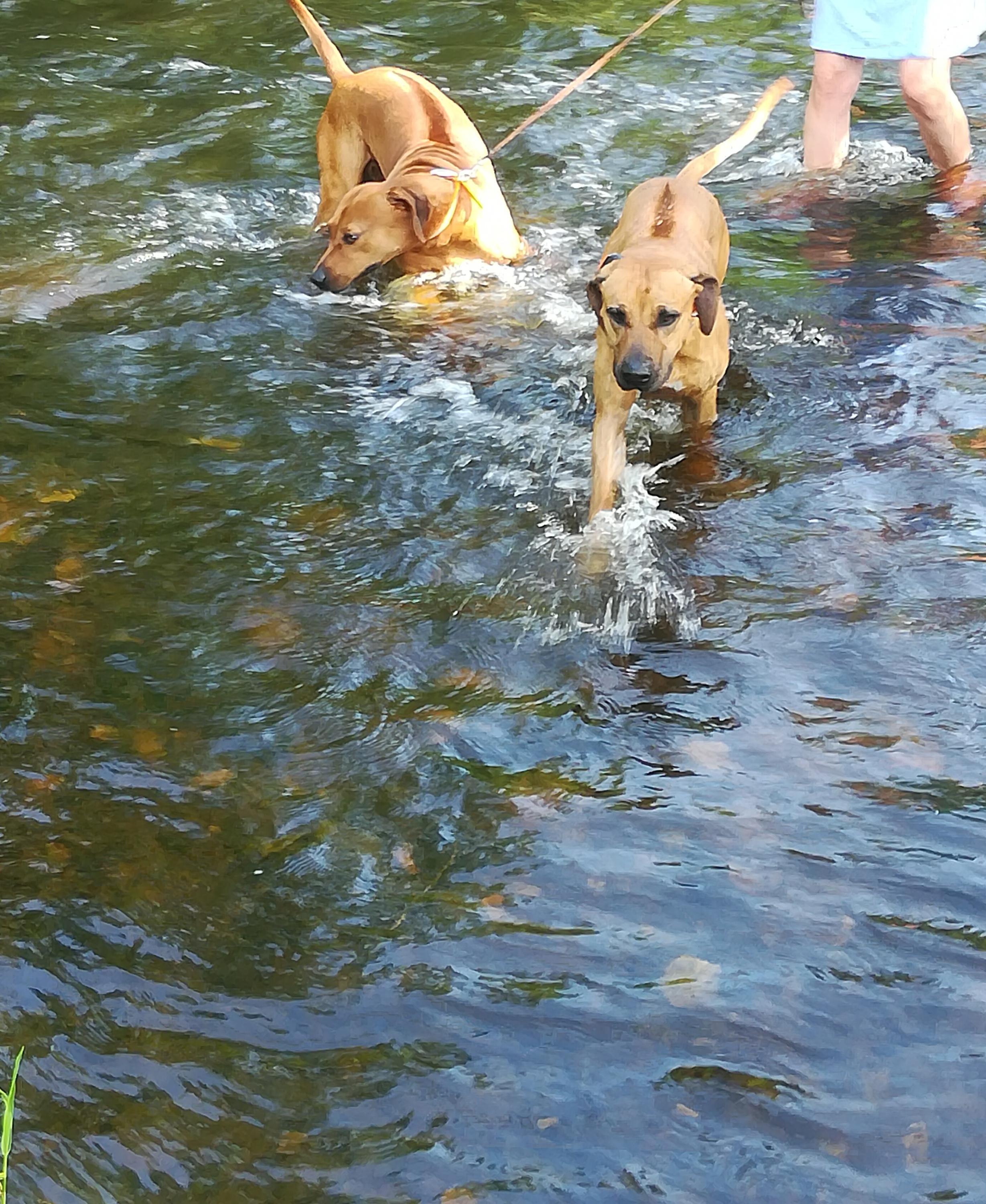 Darkshine-ubytování domácích mazlíčků foto 3