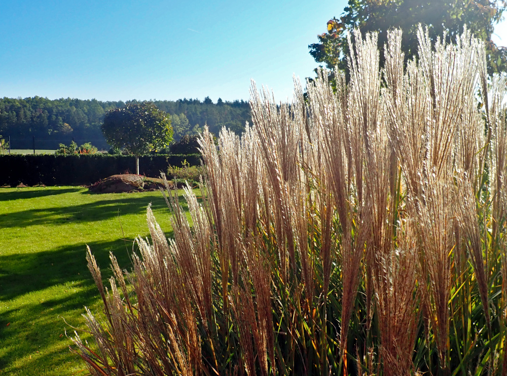 Azeleň s.r.o. - zeleň od A do Z foto 4