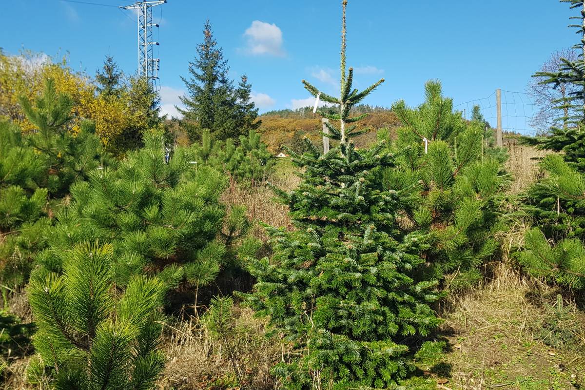 stromkynavanoce.cz foto 1