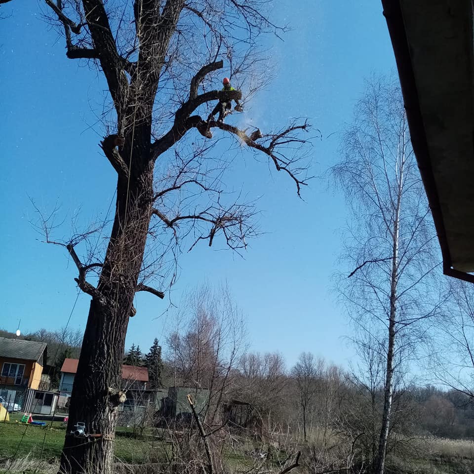 Na stromy i domy foto 4