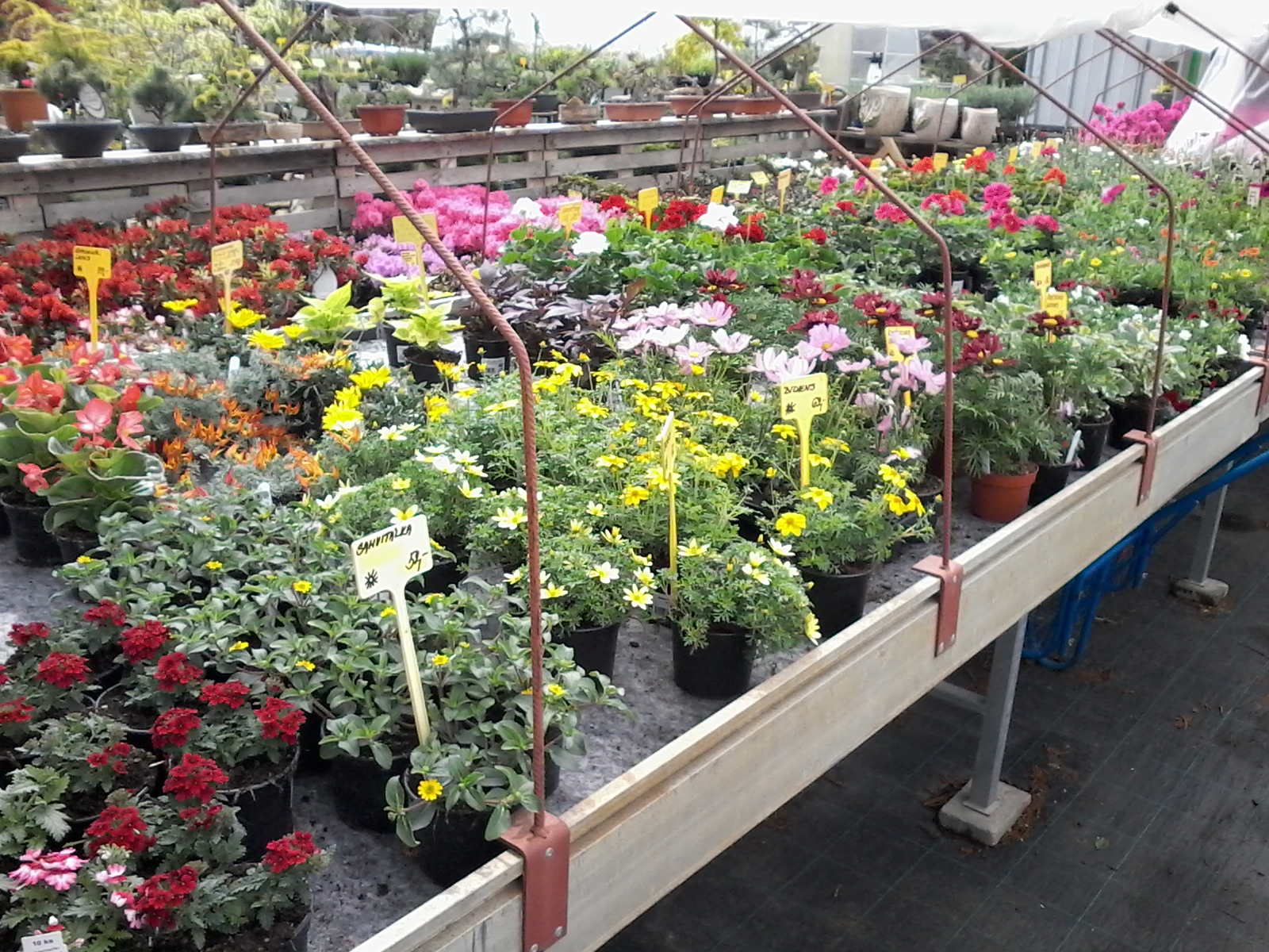 Zahradnictví u rozchodníka, spol. s r.o. foto 4