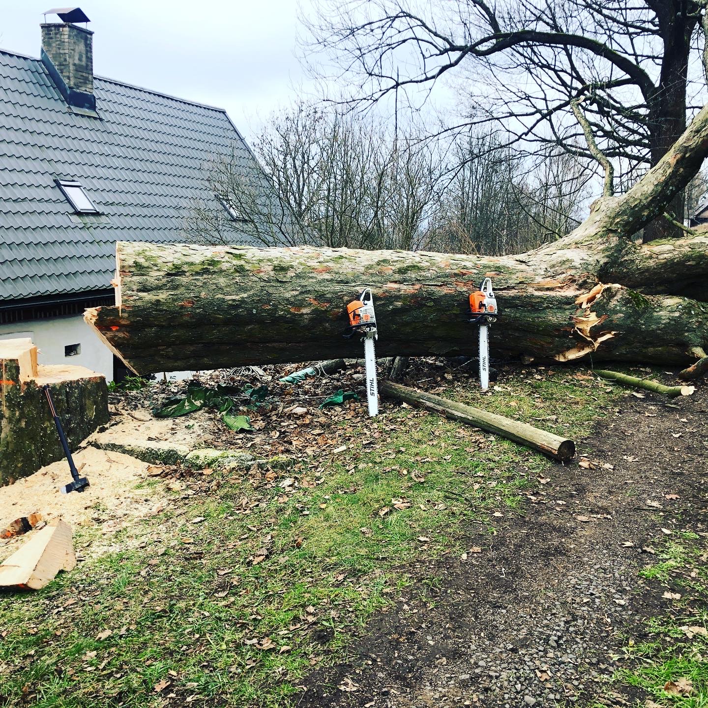 Kácení stromů Ing. Šimon Prokop foto 4