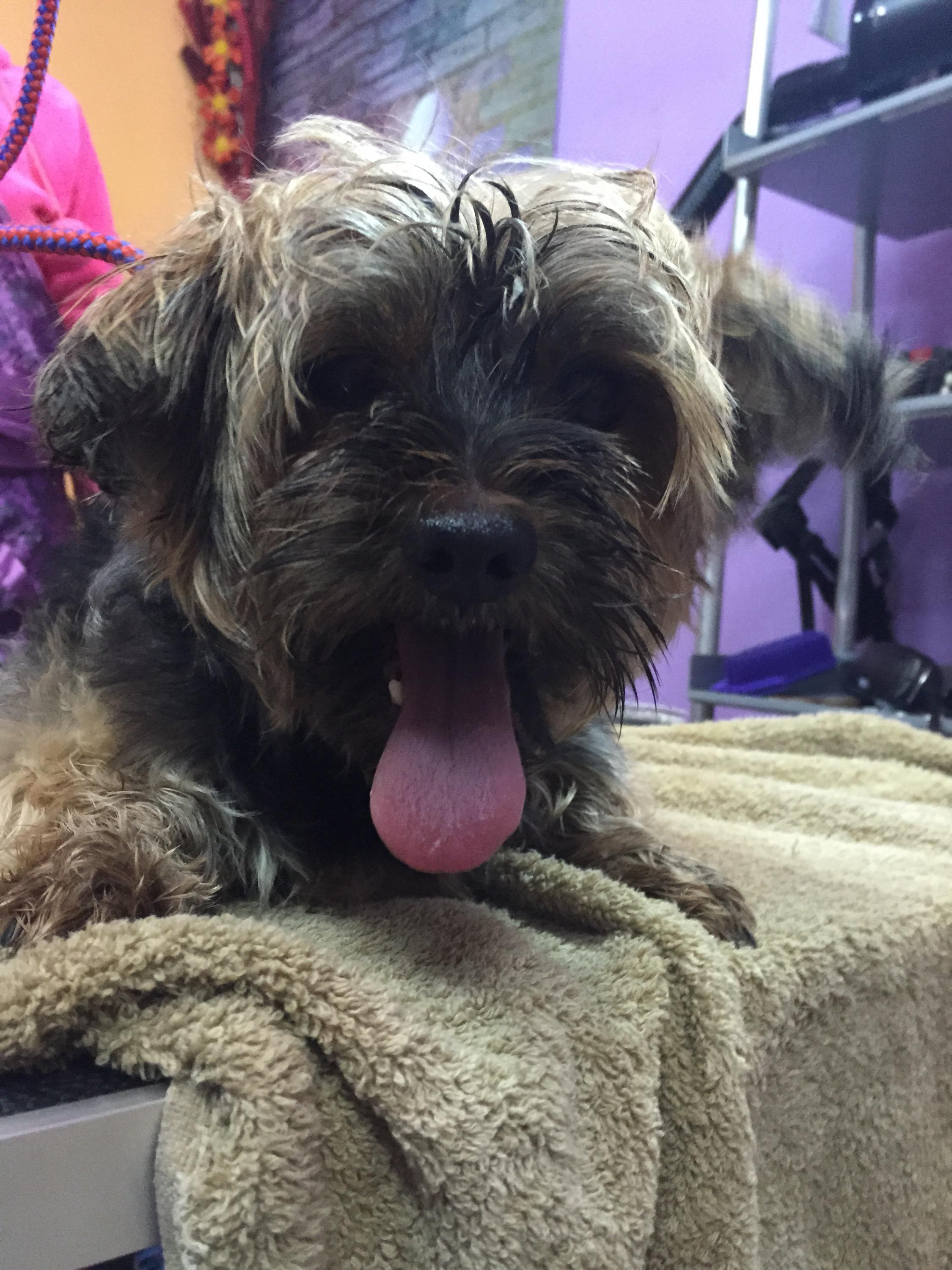 Psí salon Bestlive foto 4