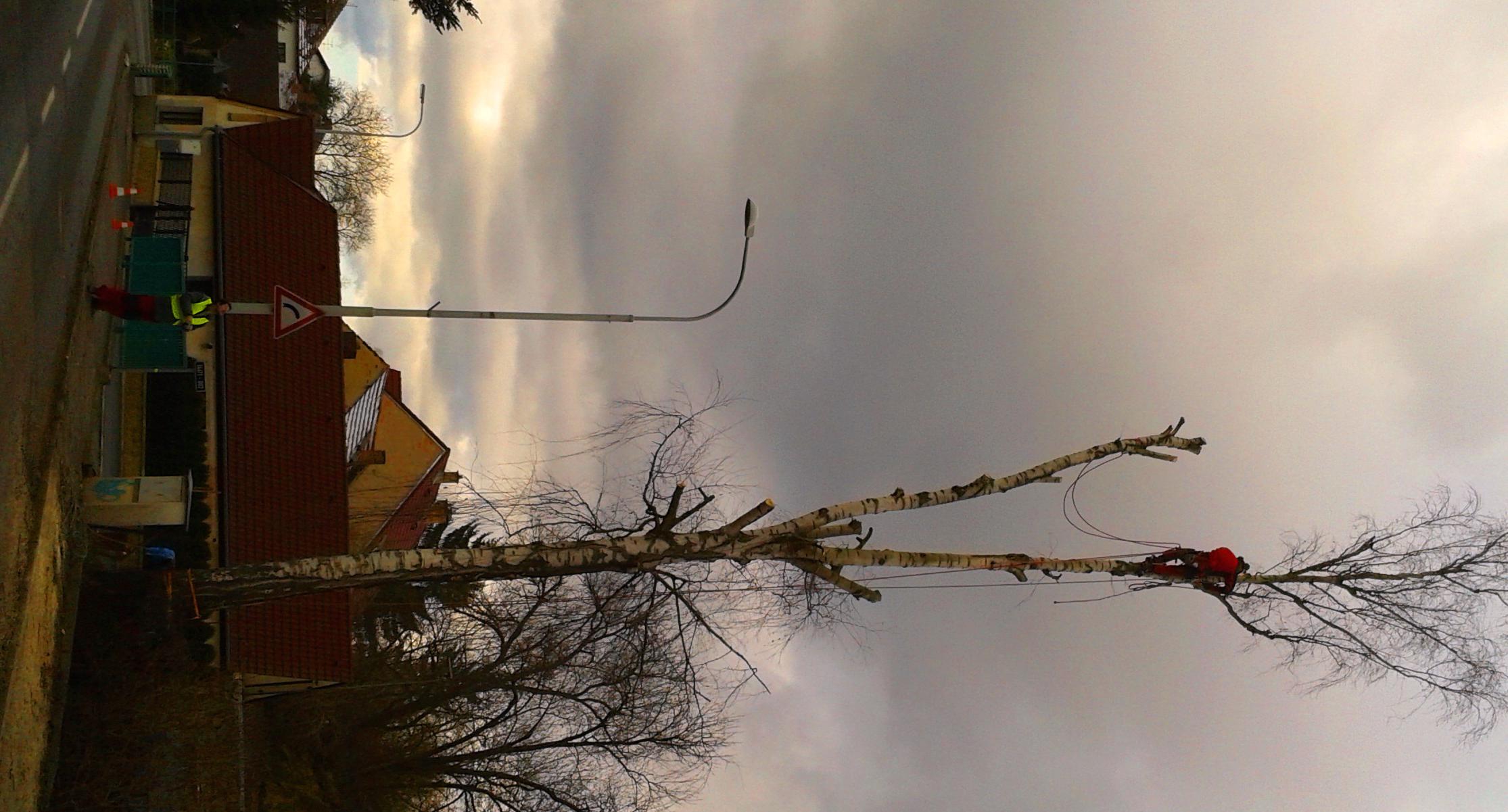 Péče o stromy a zeleň Petr Křivánek foto 2