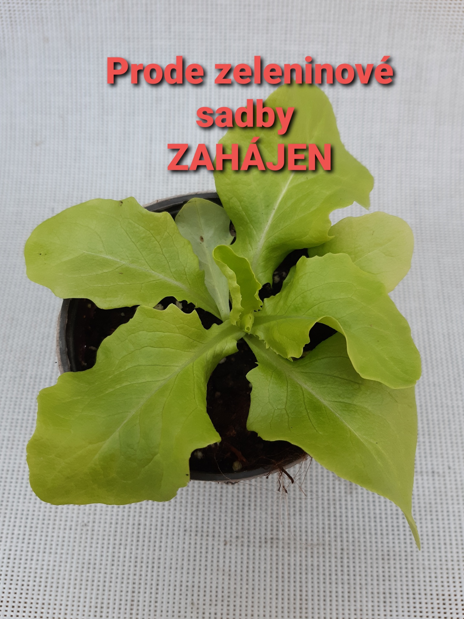 Zahradnictví Bačina - Závlaha foto 3