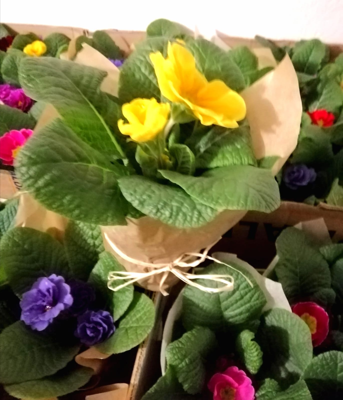 Zahradnictví Bačina - Závlaha foto 4