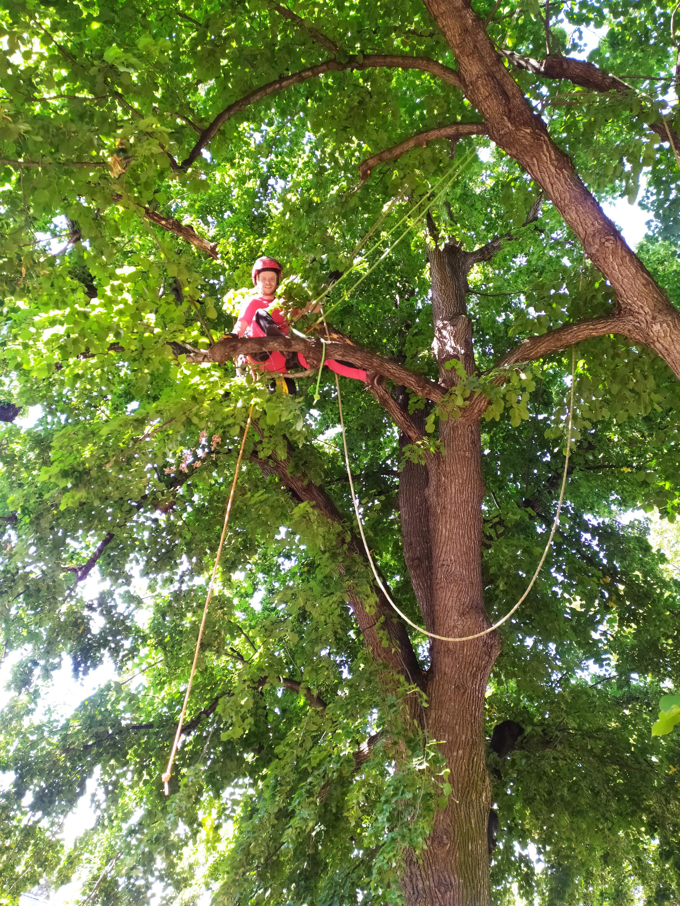 David Burgr - Arboristika a rizikové kácení foto 2