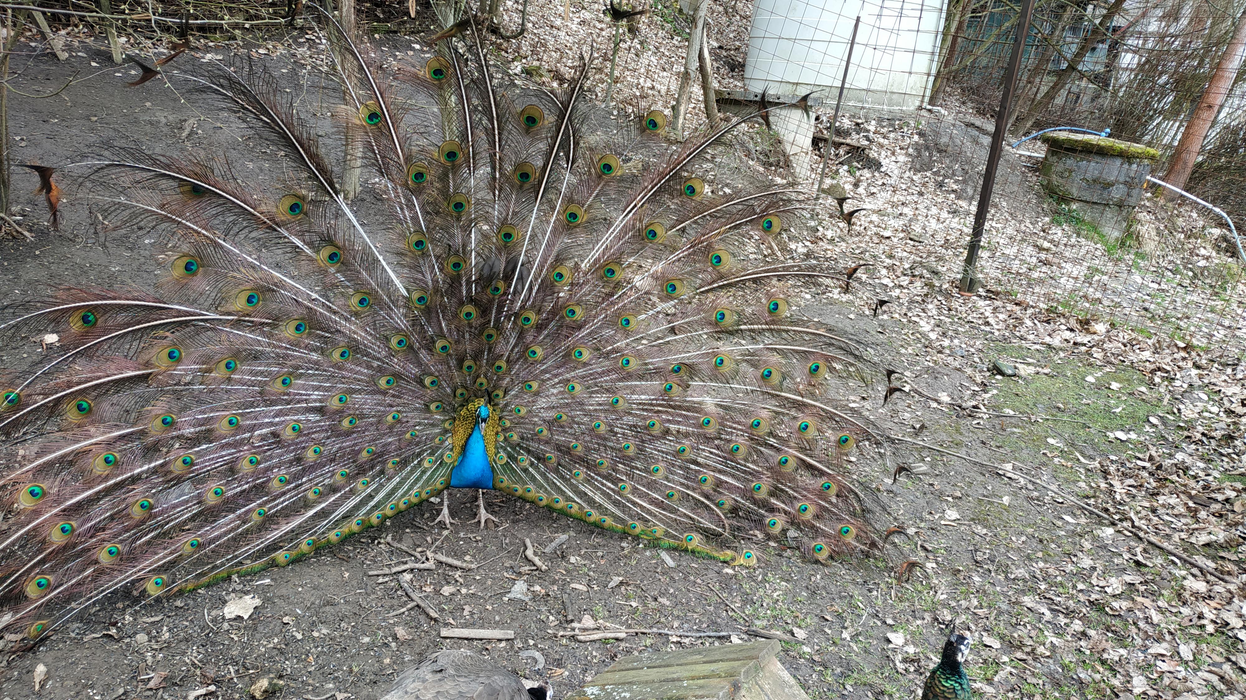 Restaurace Zrcadlová koza foto 6