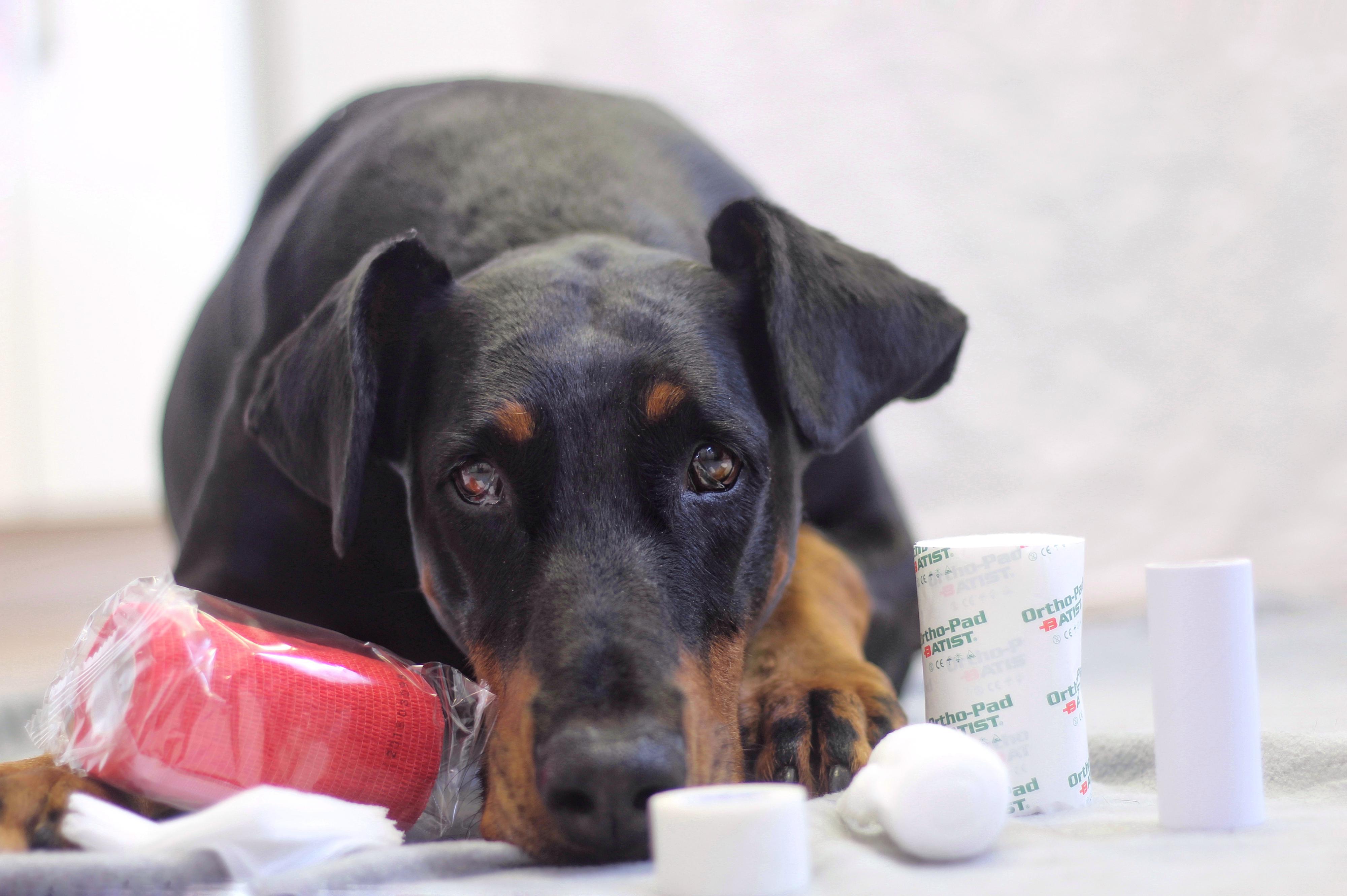 Pavel Černý, veterinární technik