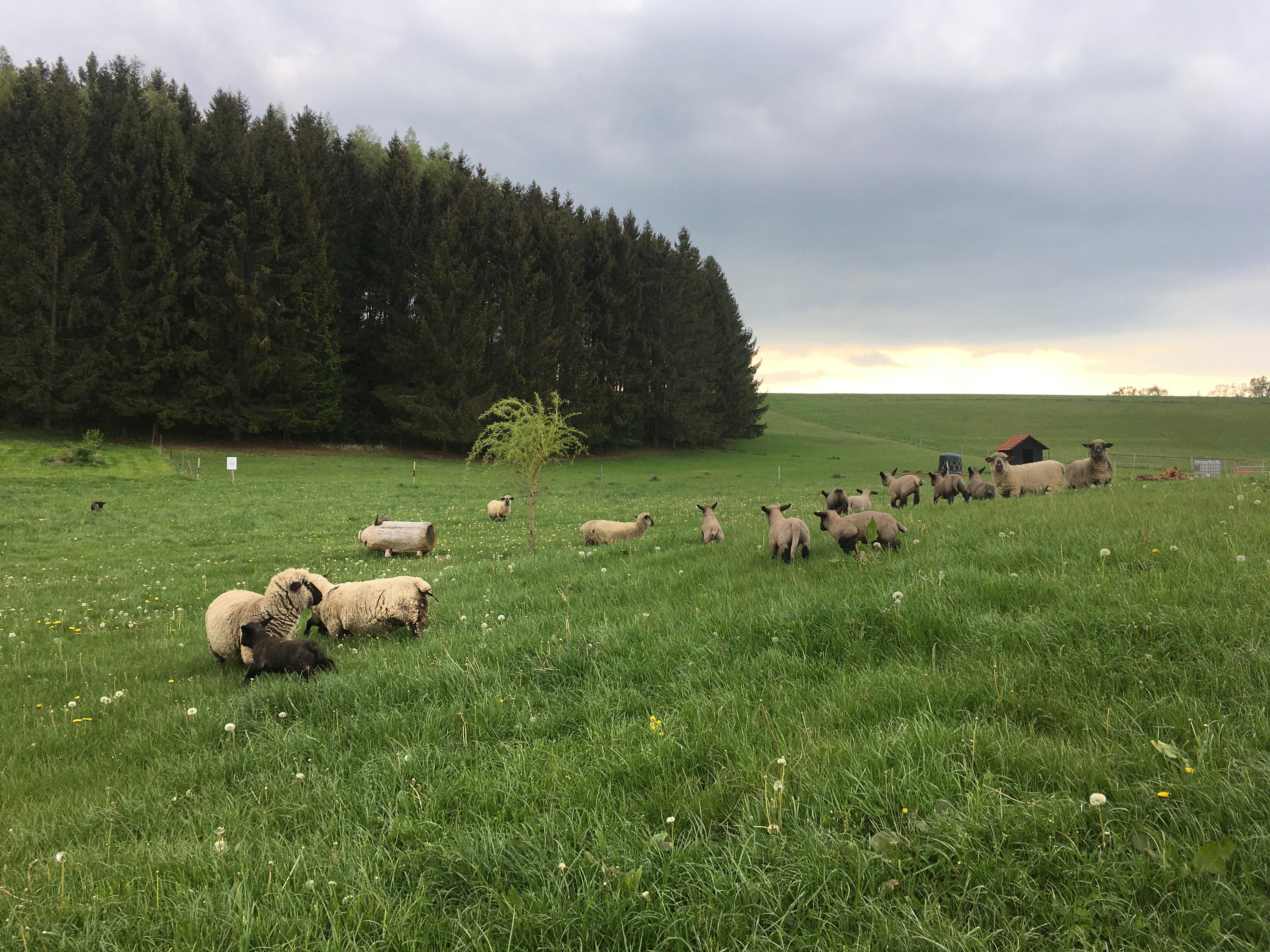 Babiččin statek foto 2