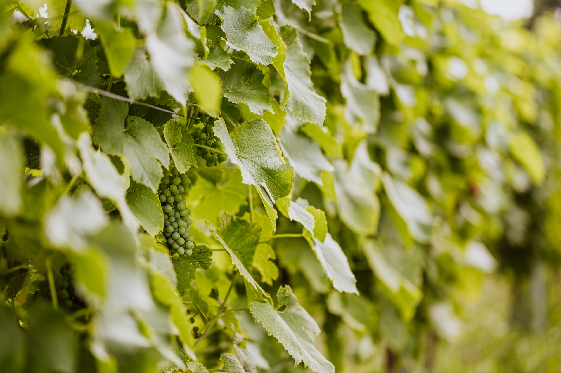 Vinařství Dog in Dock foto 3