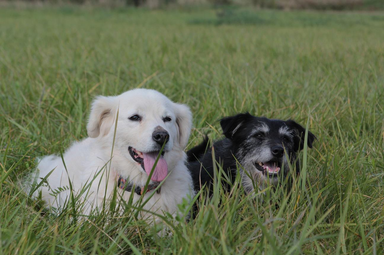 Psí škola v Nové Zbrojovce