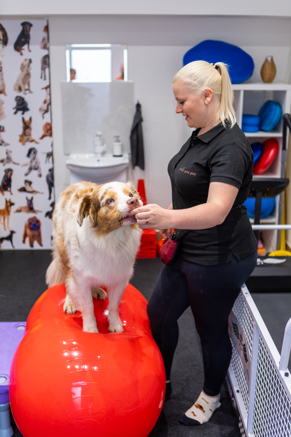 Fyzio pro psy - Ing. Ivana Votrubová, CertCAAPR foto 2