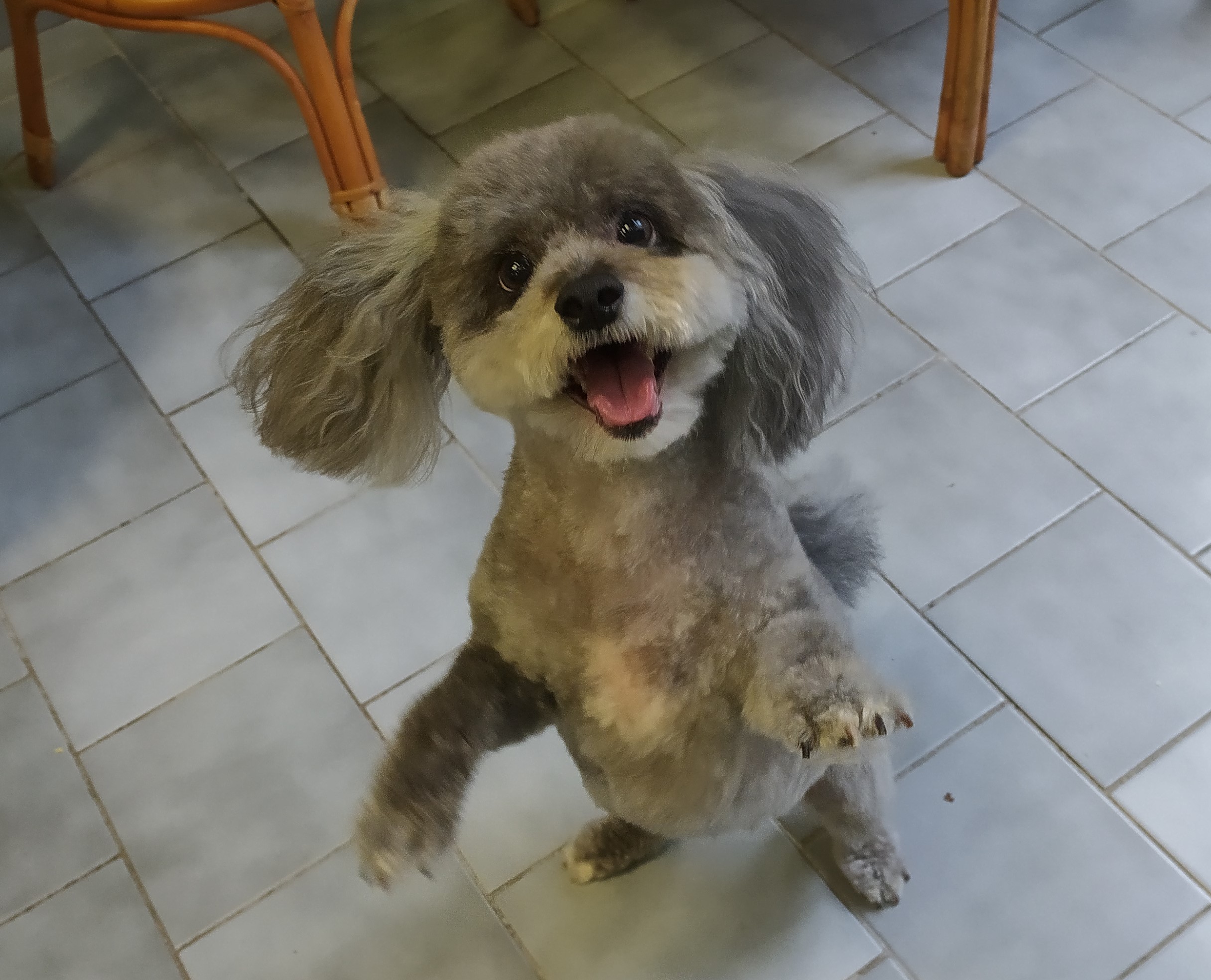 Psí salon Merlin foto 4