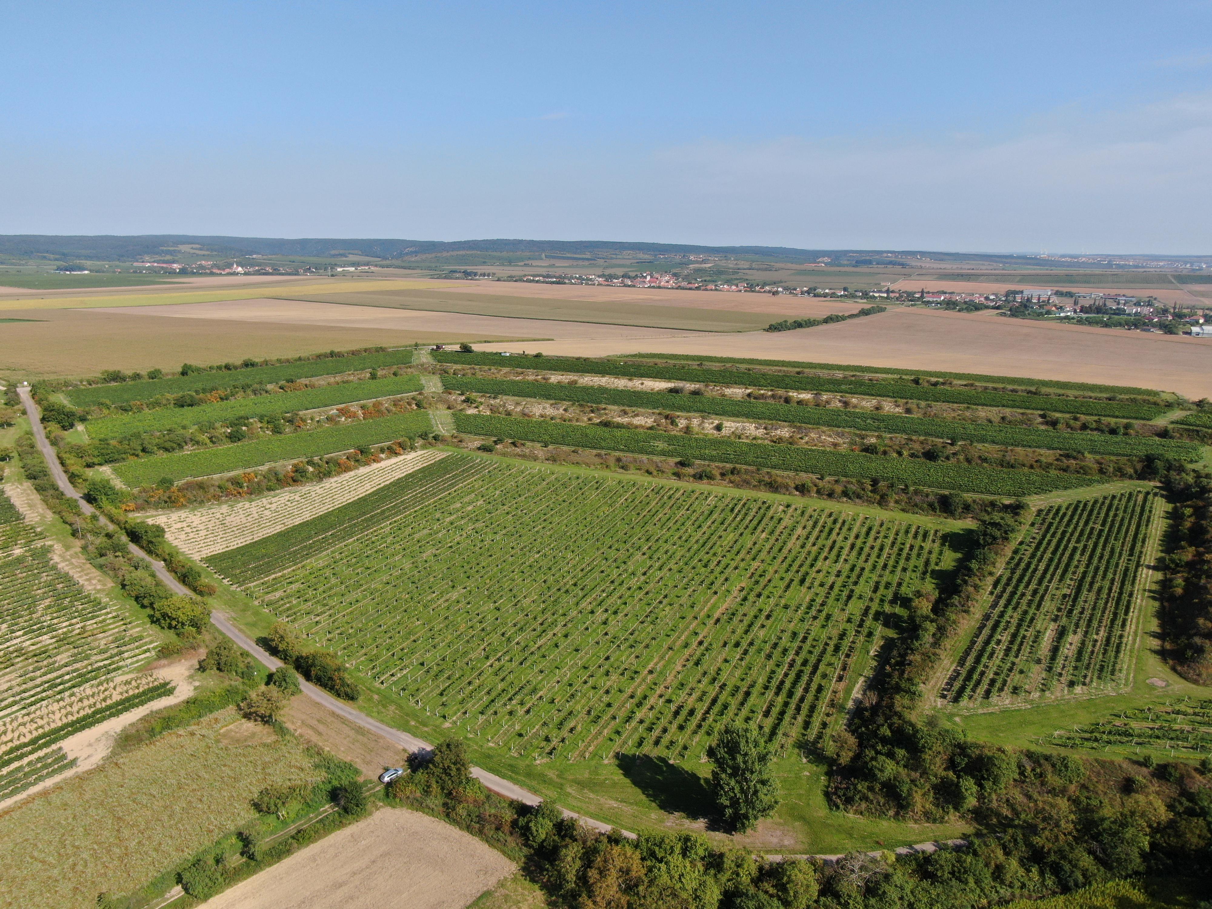 Znovín Znojmo - ochutnávkový stánek Peklo, Šatov foto 3