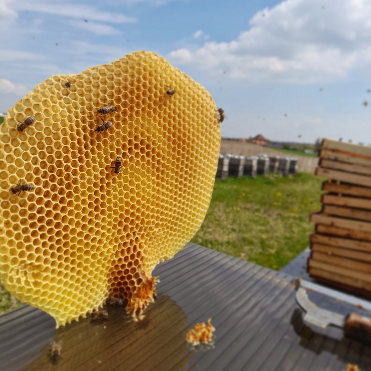 Včelařství Marmedy foto 3