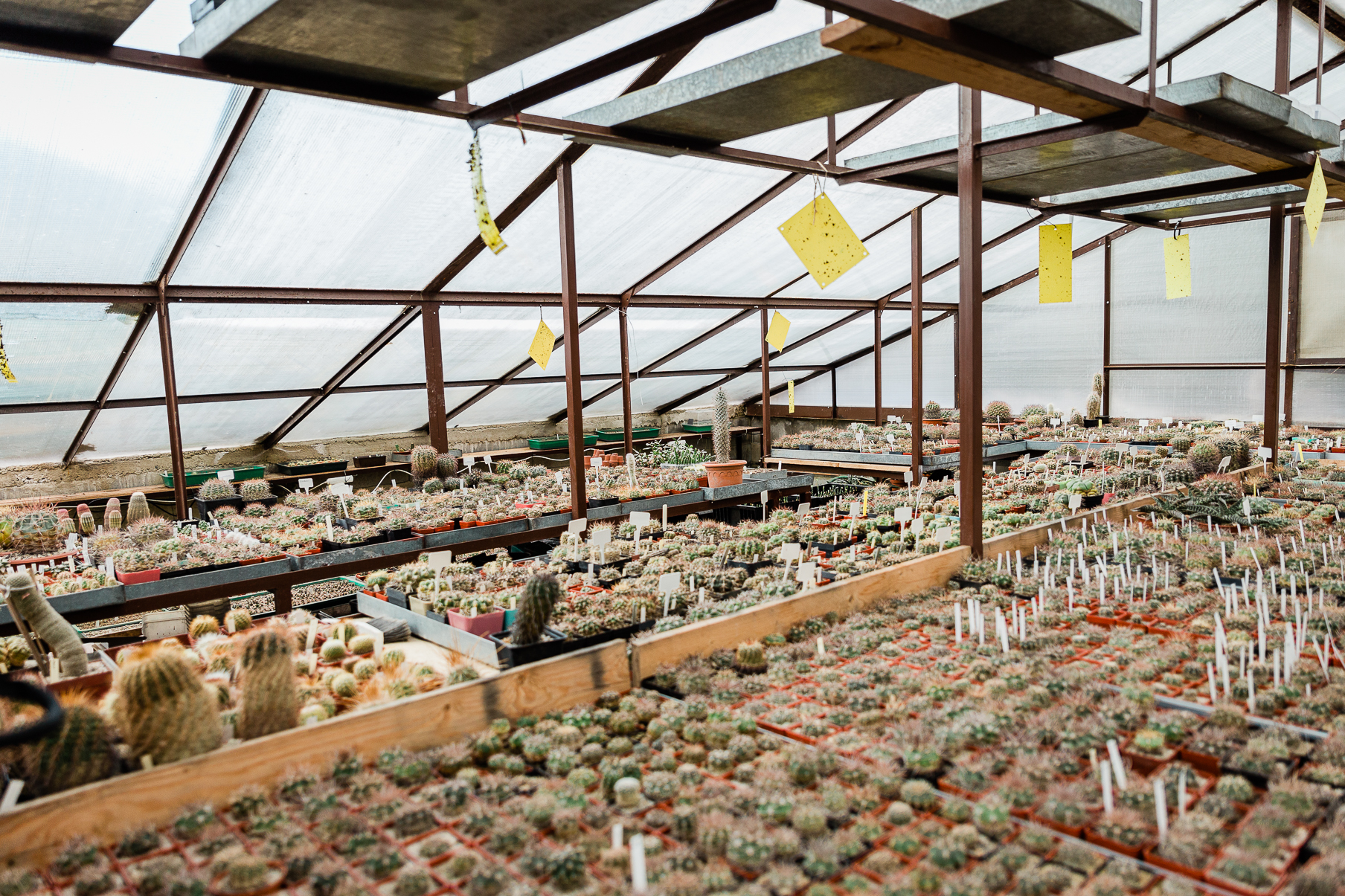 Prodej kaktusů - Michal Strejc foto 2