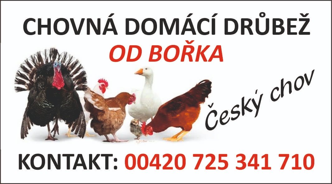 Chovná domácí drůbež od Bořka foto 1