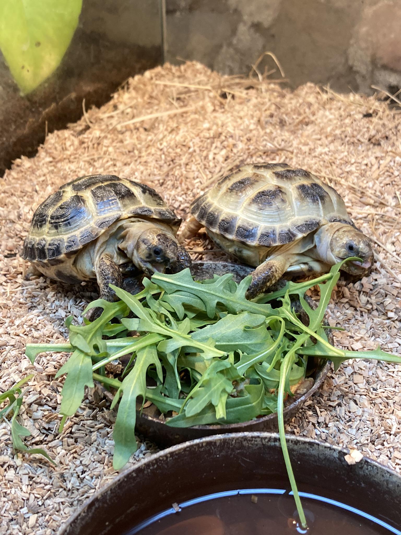 ZOONIKA Florián foto 4