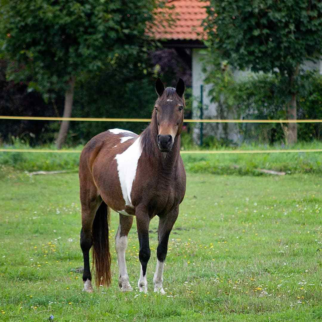 Ranč pod Kuňkou foto 4
