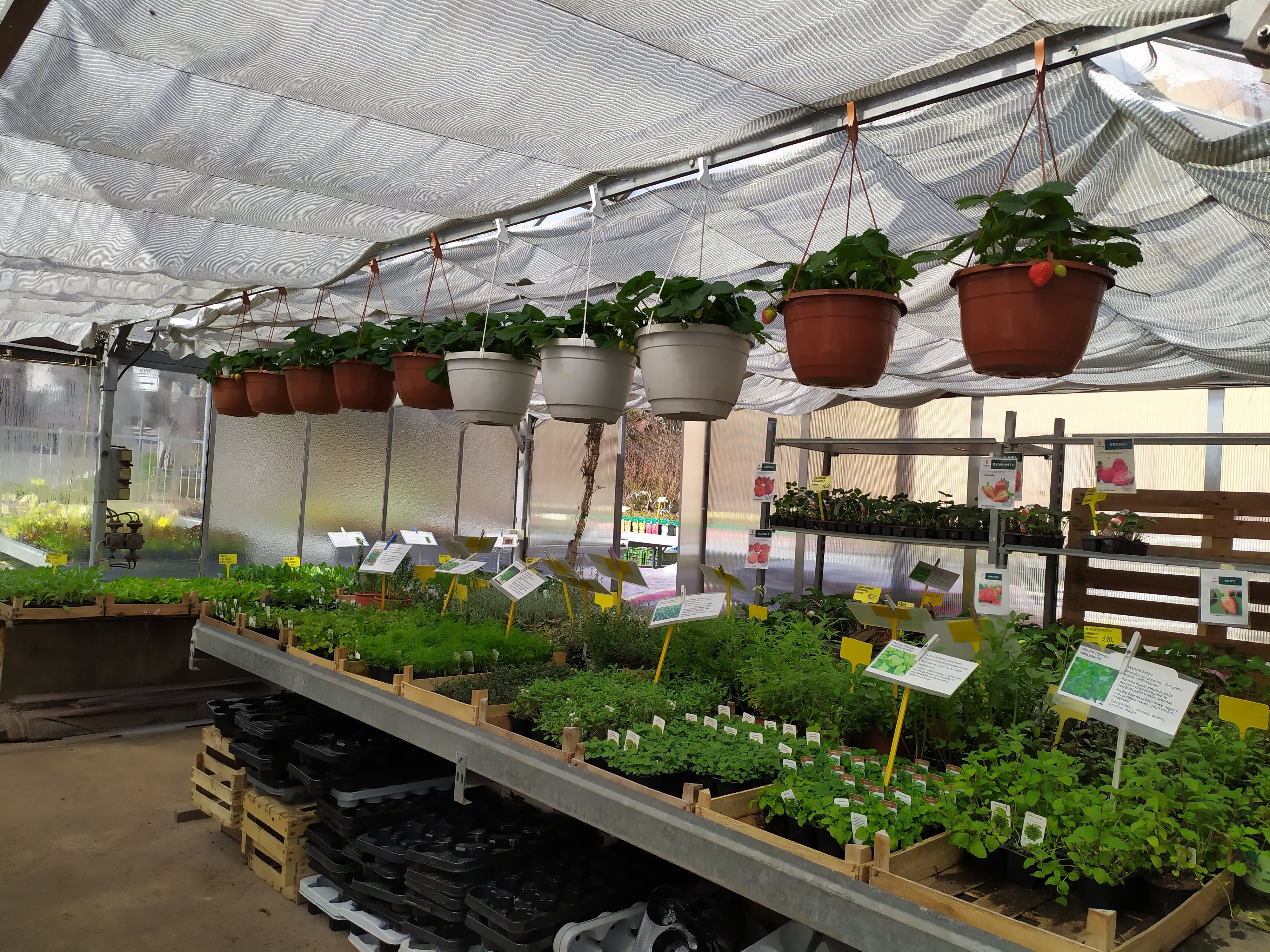 Zahradnictví Kašpar foto 4