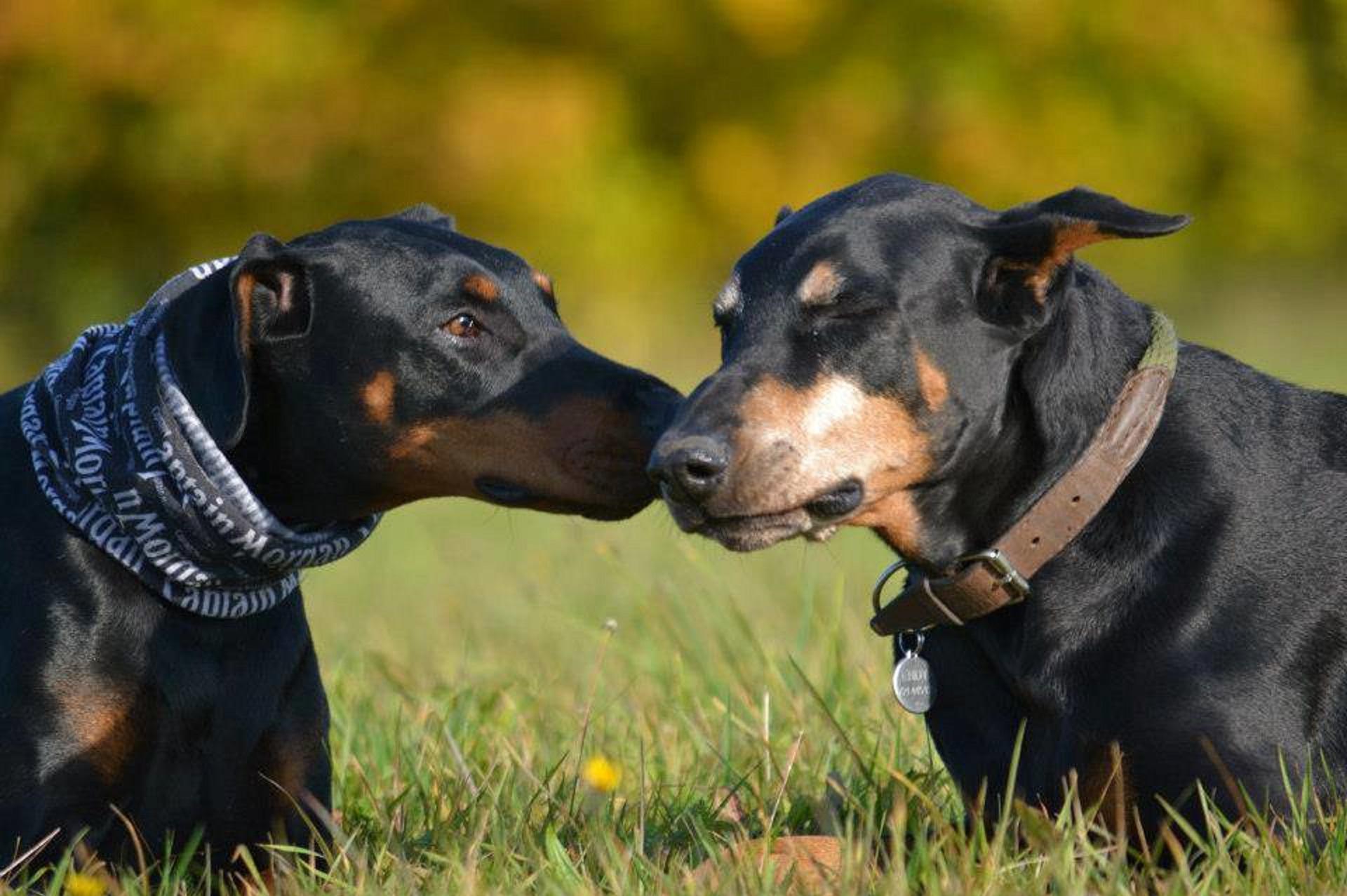 Dobrmani v nouzi foto 1