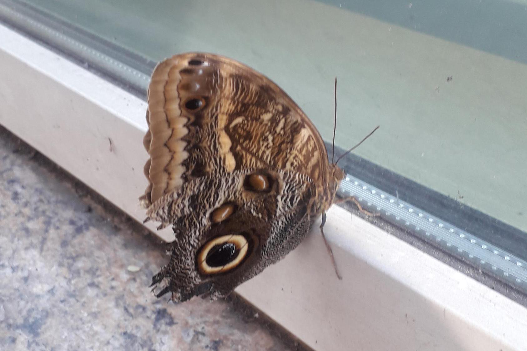 Mytí oken - Viktor Plachý