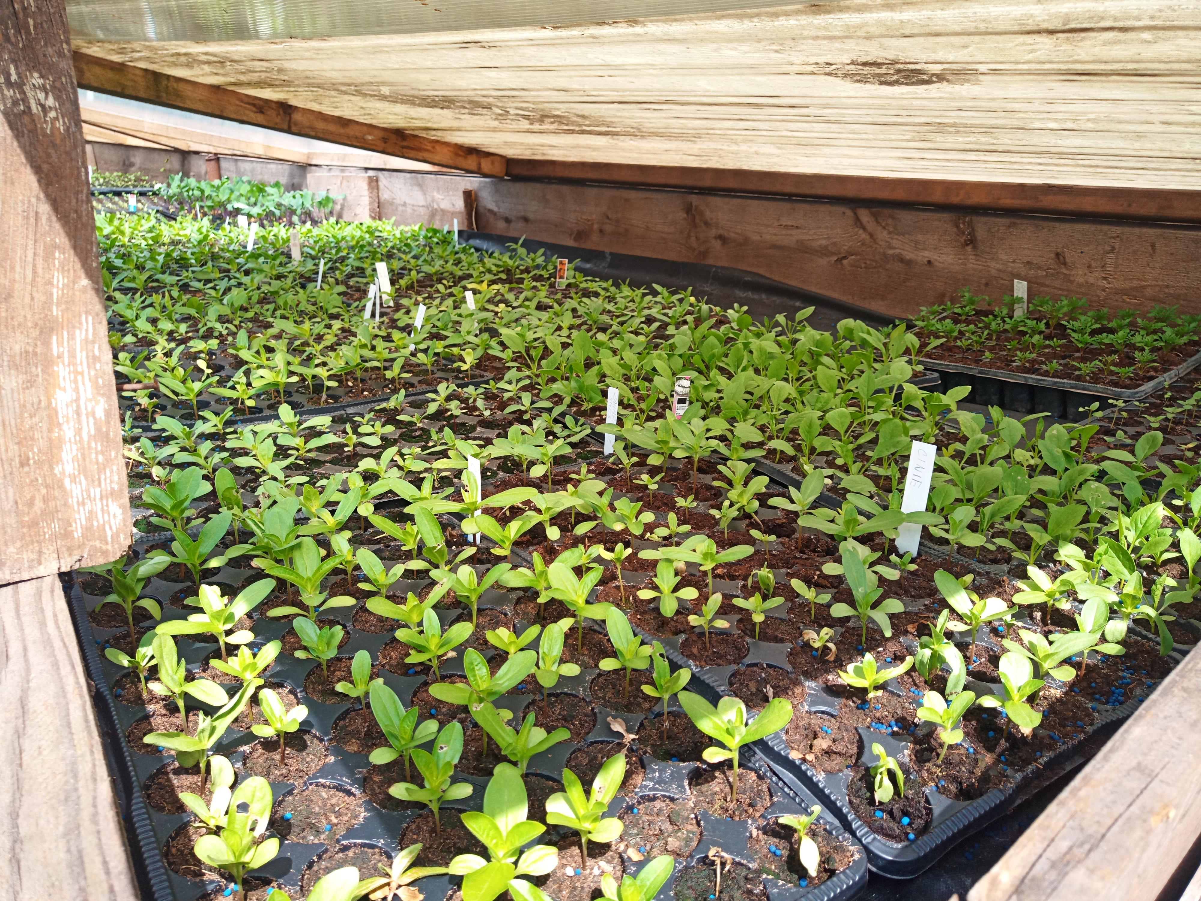 Zahradnictví u Jany foto 2