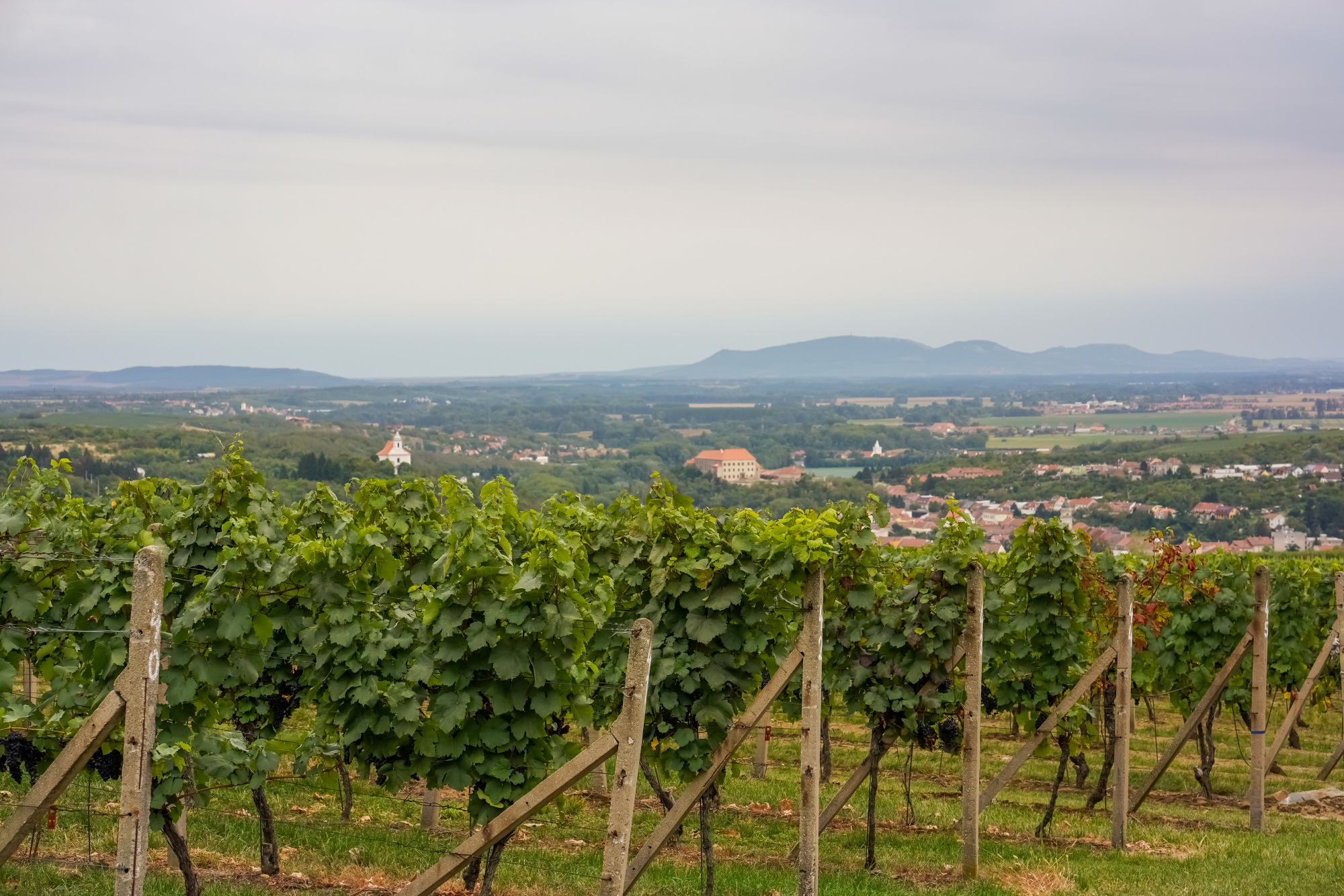 Trpělka a Oulehla - Regina coeli foto 2