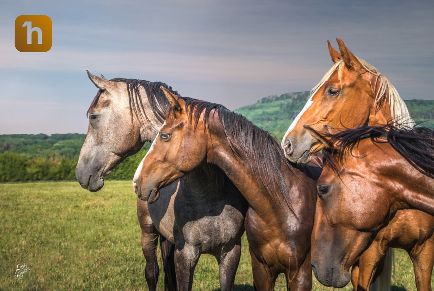 horseboook foto 4