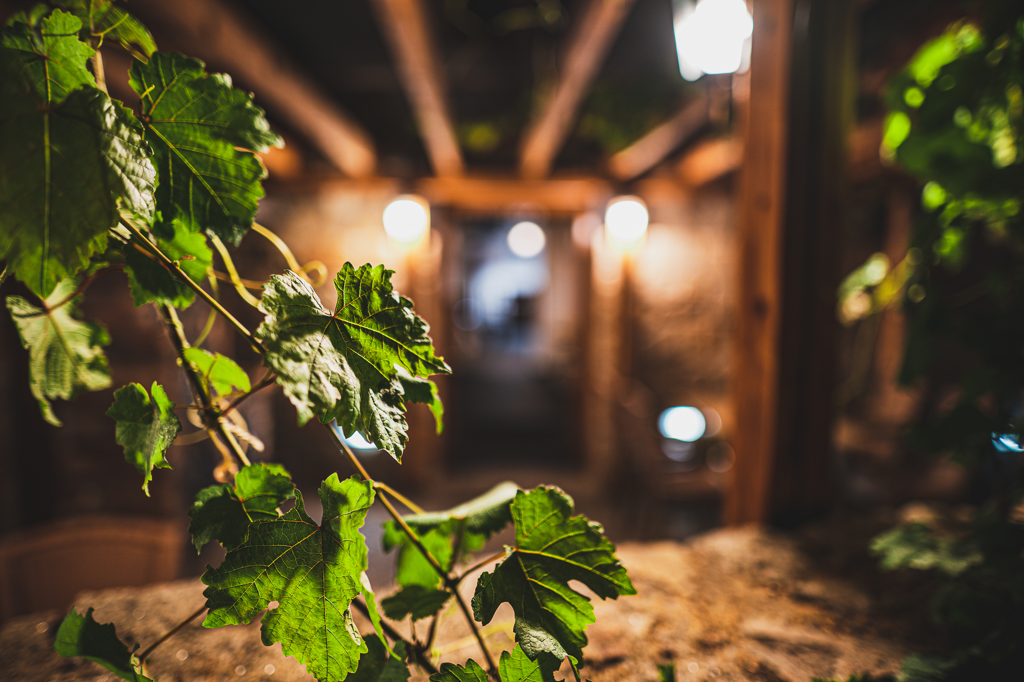 Penzion Hurikán 63 foto 4