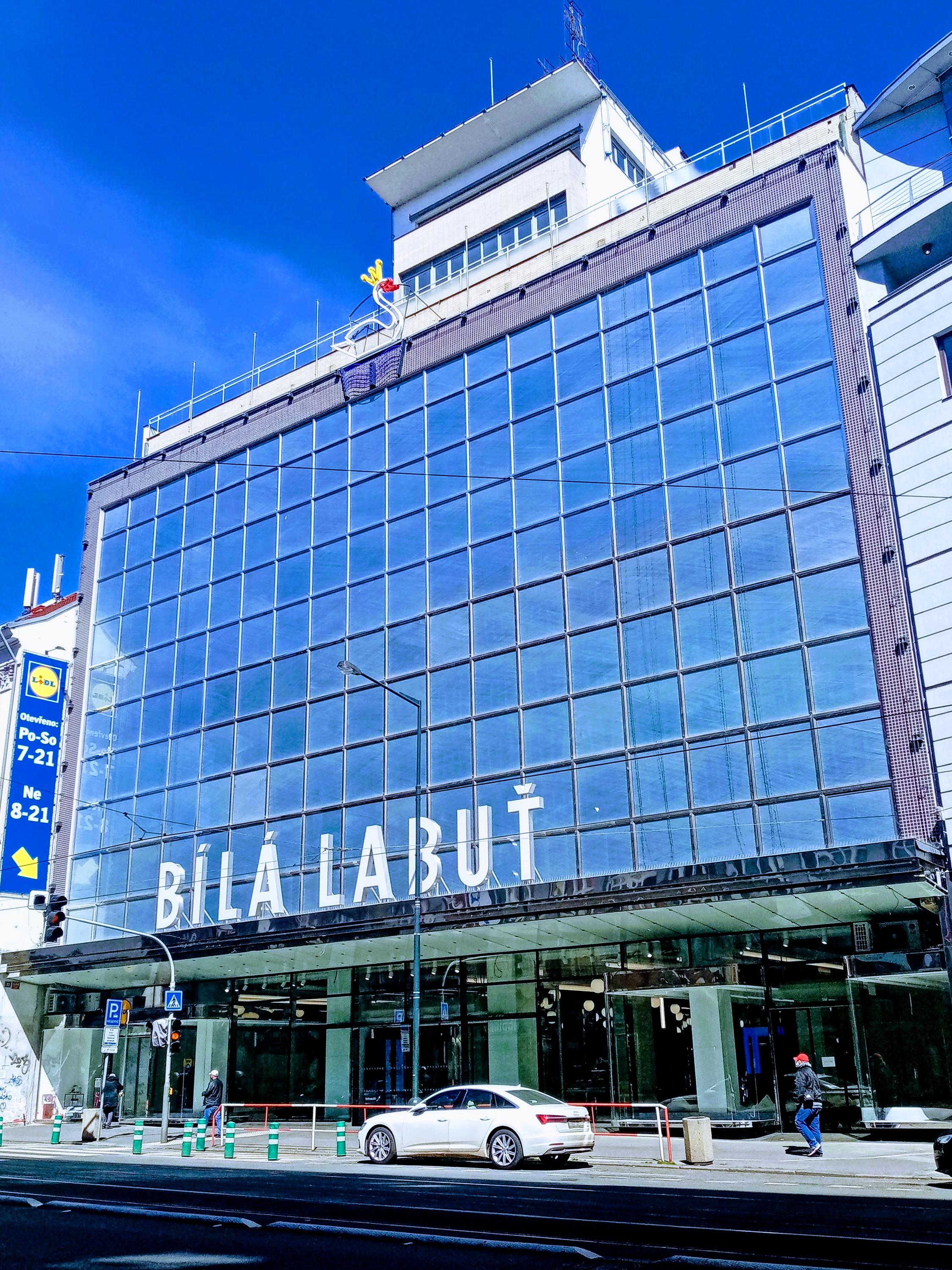 Bílá labuť foto 5