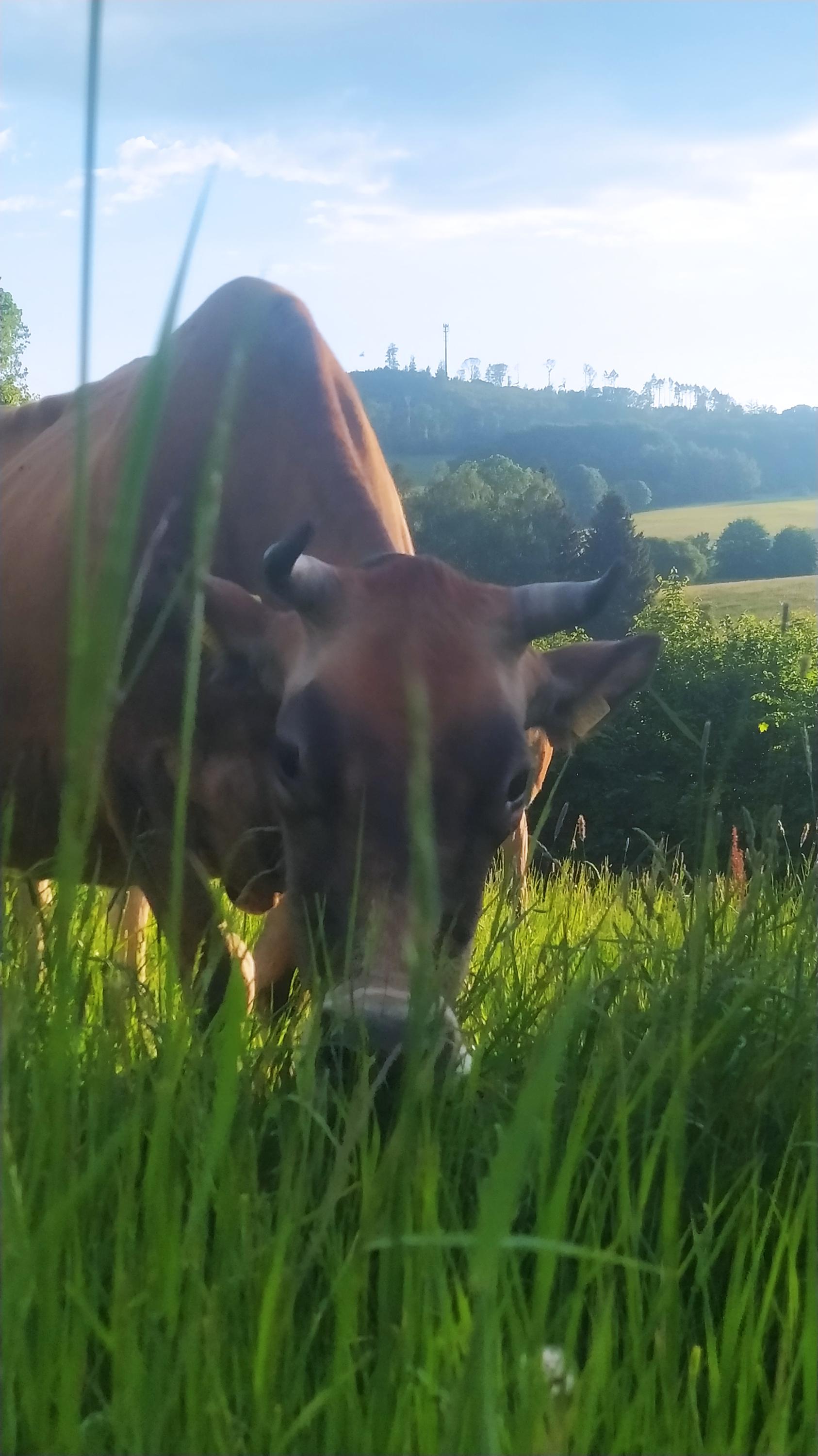 Hospodářství pod Strážným Vrchem foto 3