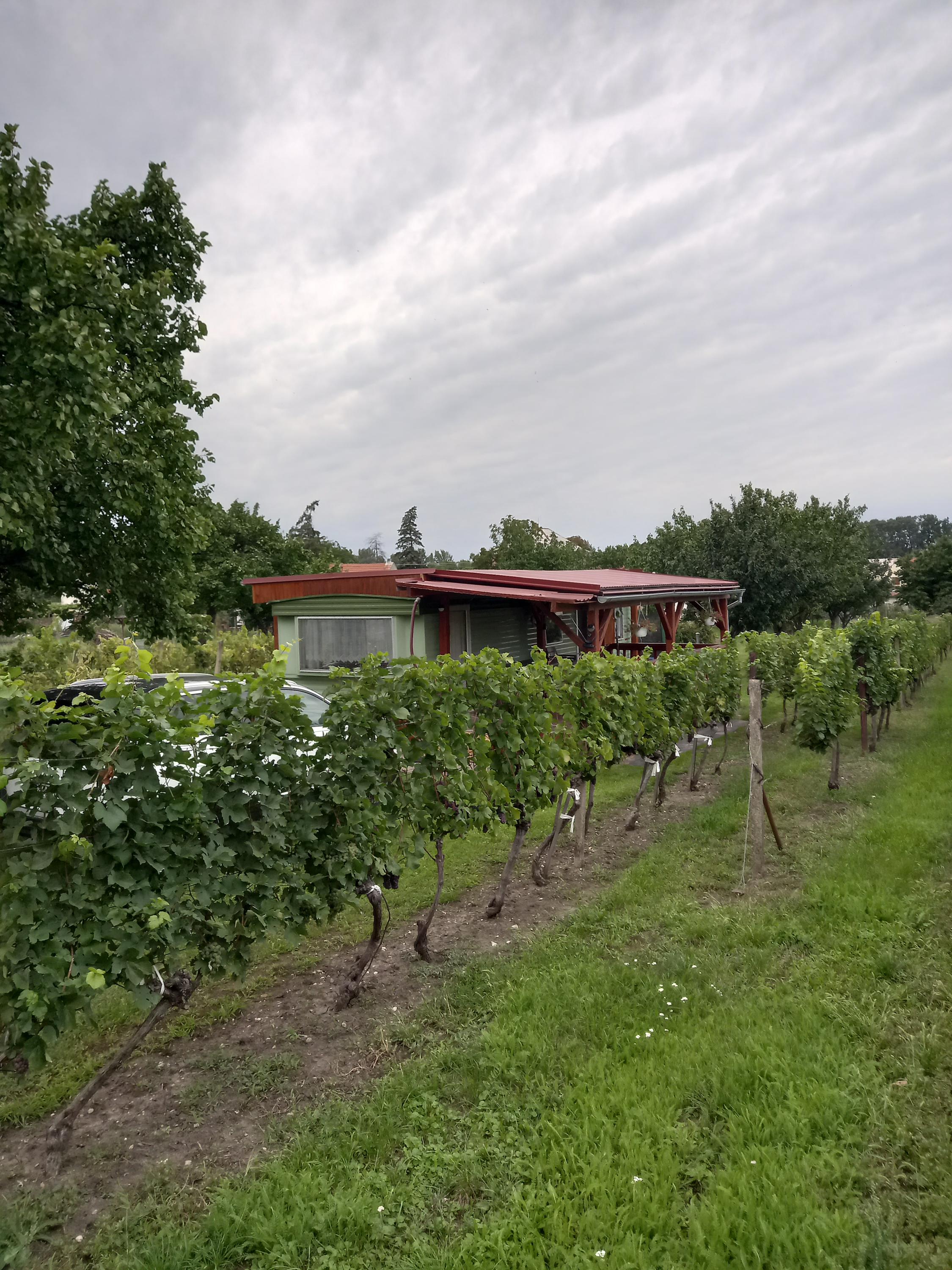 Mobilhome mezi vinohrady foto 4