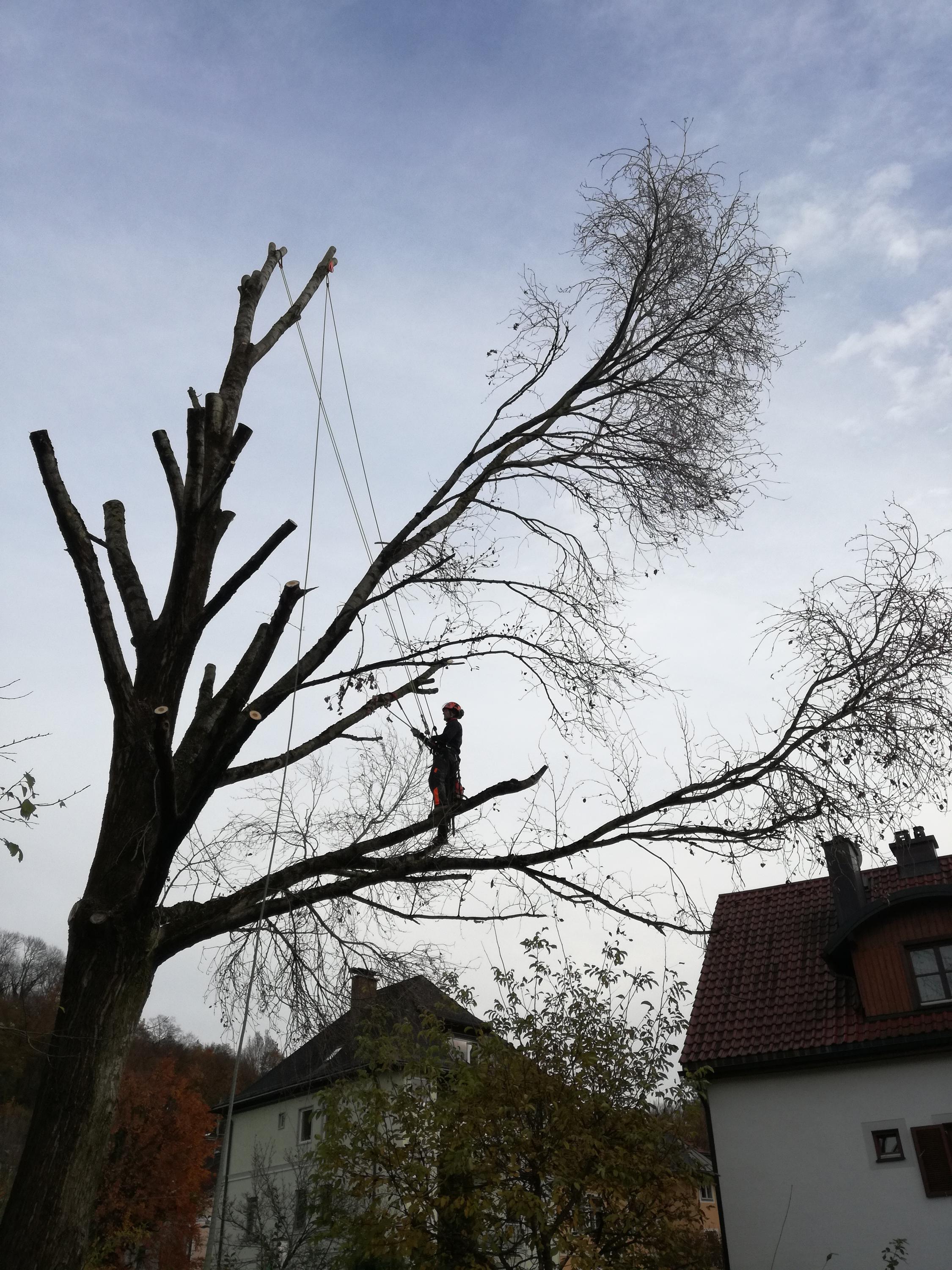 Rizikové kácení stromů - DIRECT PRO s.r.o. foto 3