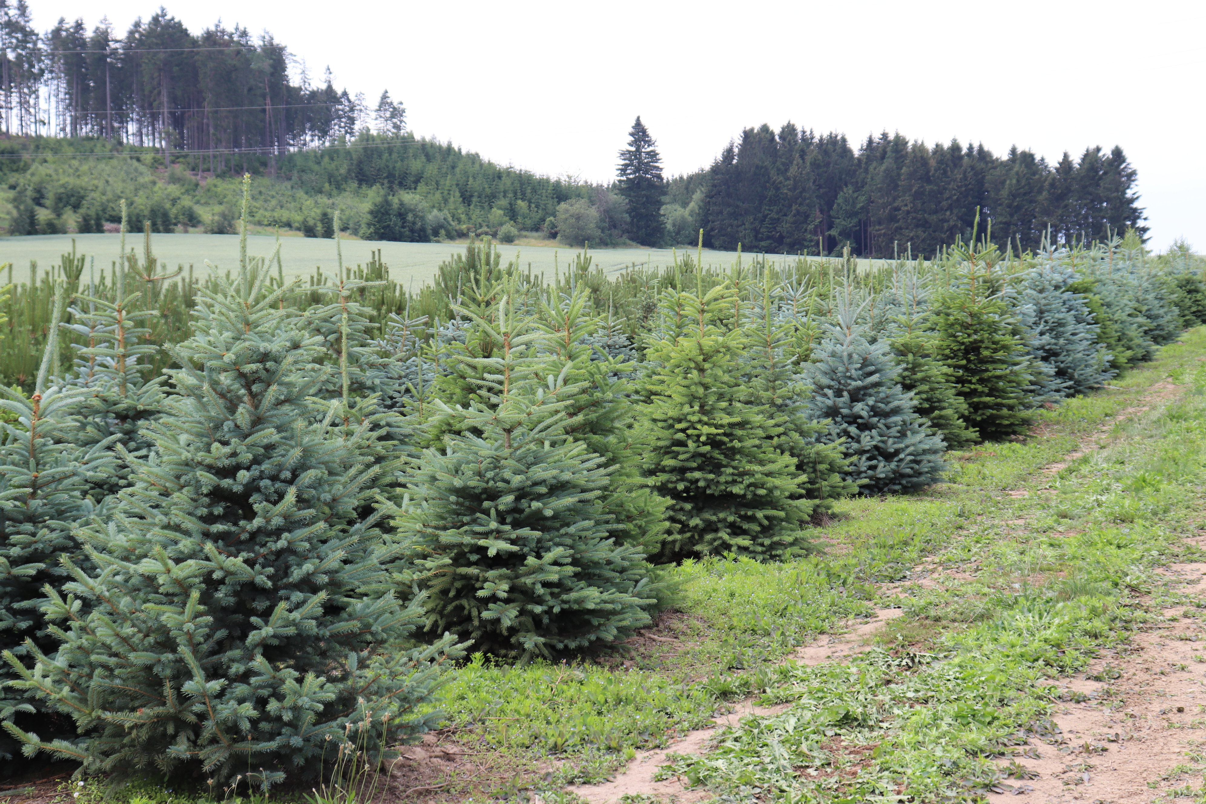 ABIES Vysočina s.r.o. foto 2