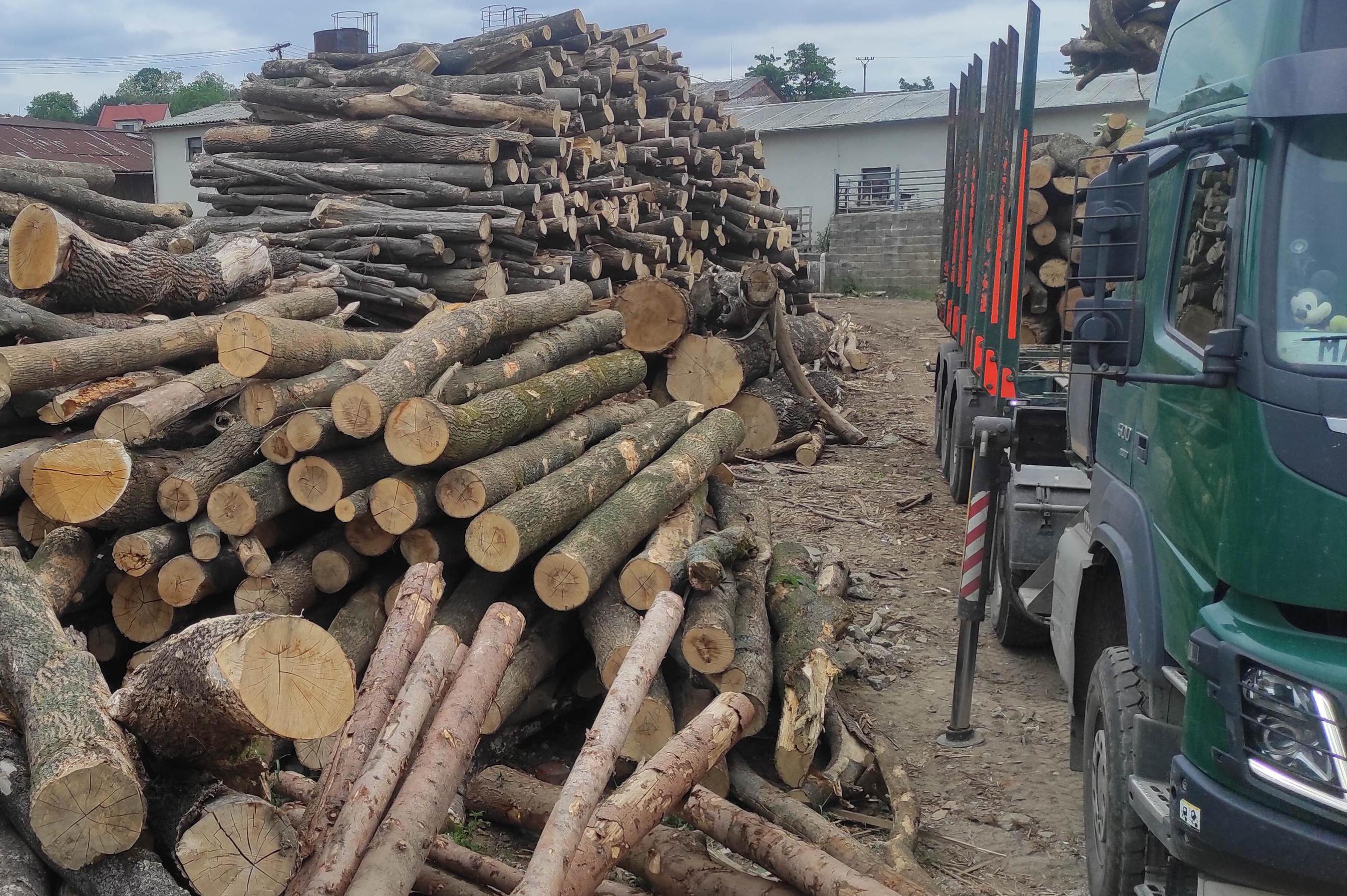 Dřevo Michal Adámek foto 1