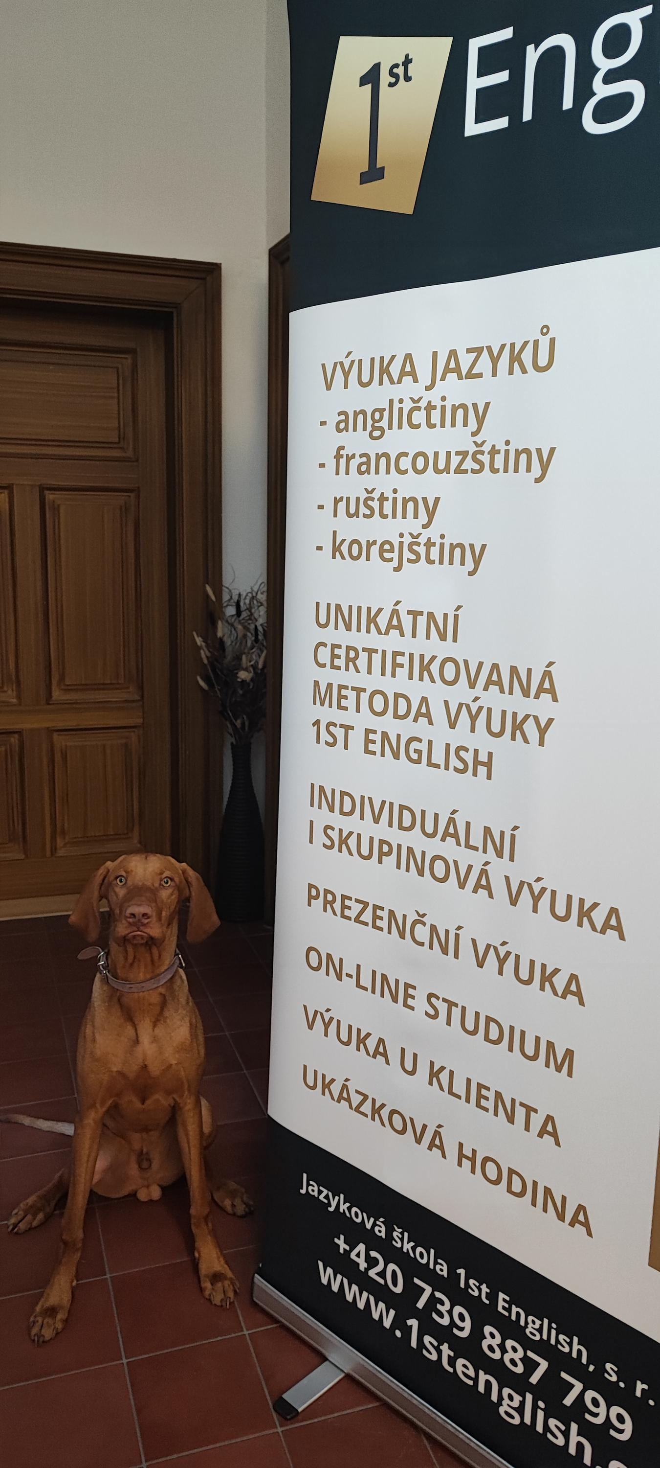 1st English Academy - jazyková škola foto 2