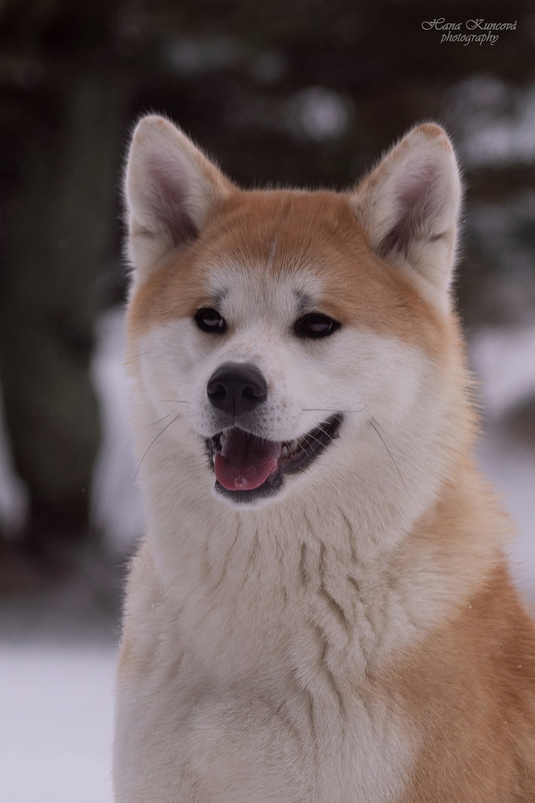 Akita Inu Chovatelská stanice - Fuji No Shibuya foto 2
