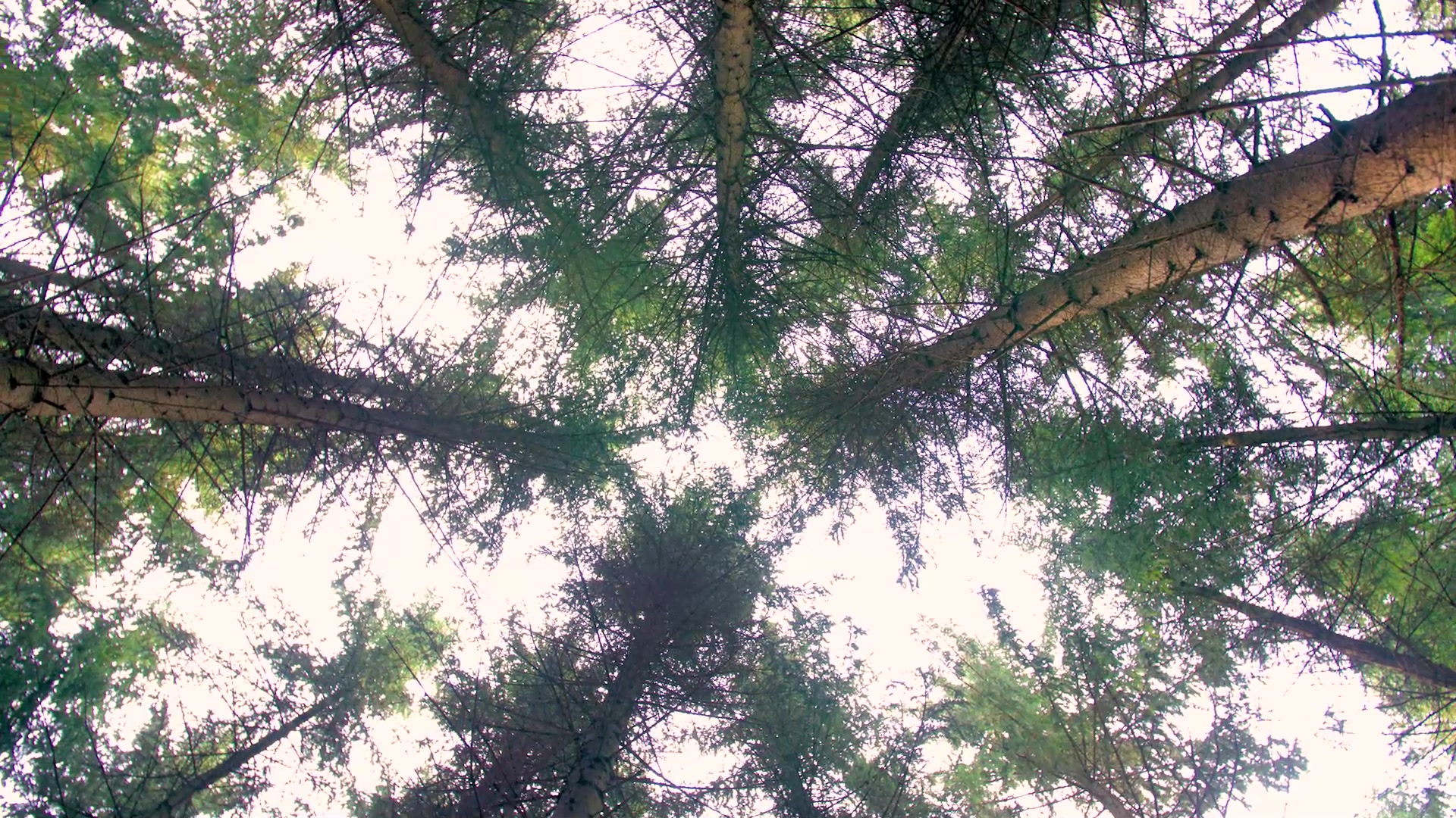 Lesoservis s.r.o. foto 2 (náhled videa)