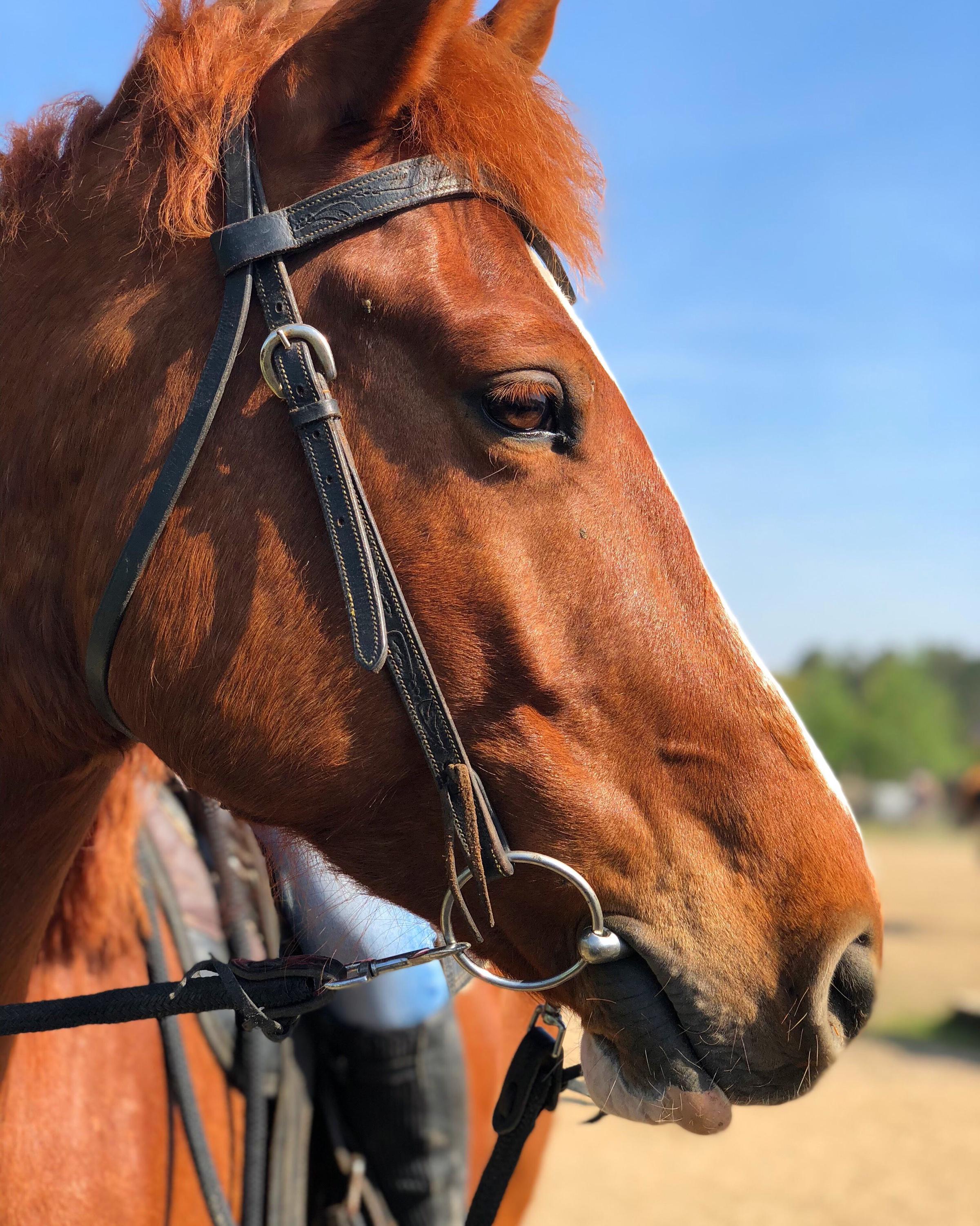 Hiporehabilitace Calamity Jane z.s. foto 2